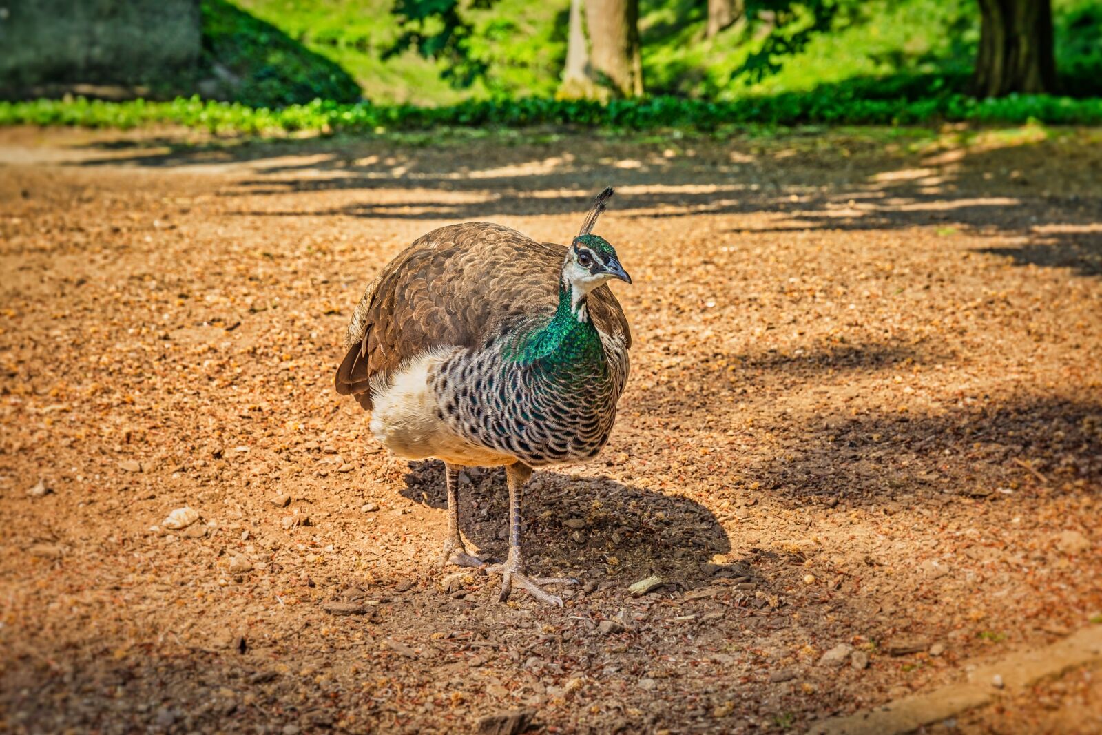 Canon EF 24-70mm F4L IS USM sample photo. Peacock, female, bird photography