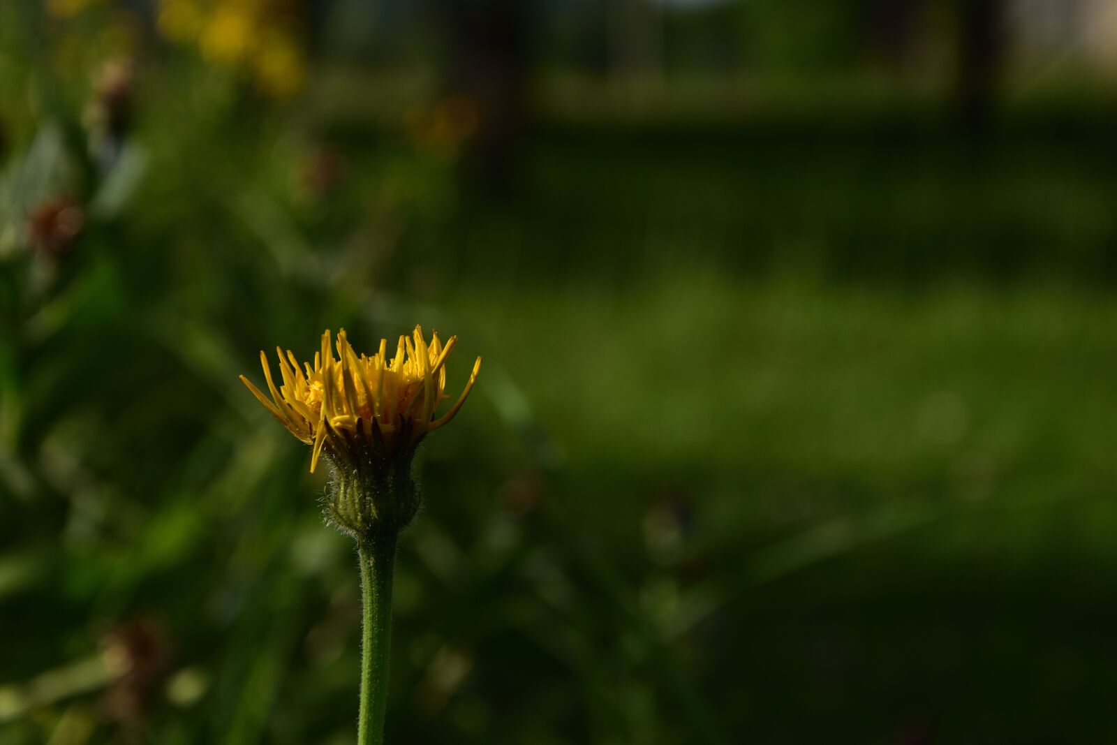 Nikon D3400 sample photo. Garden, nature, flower photography
