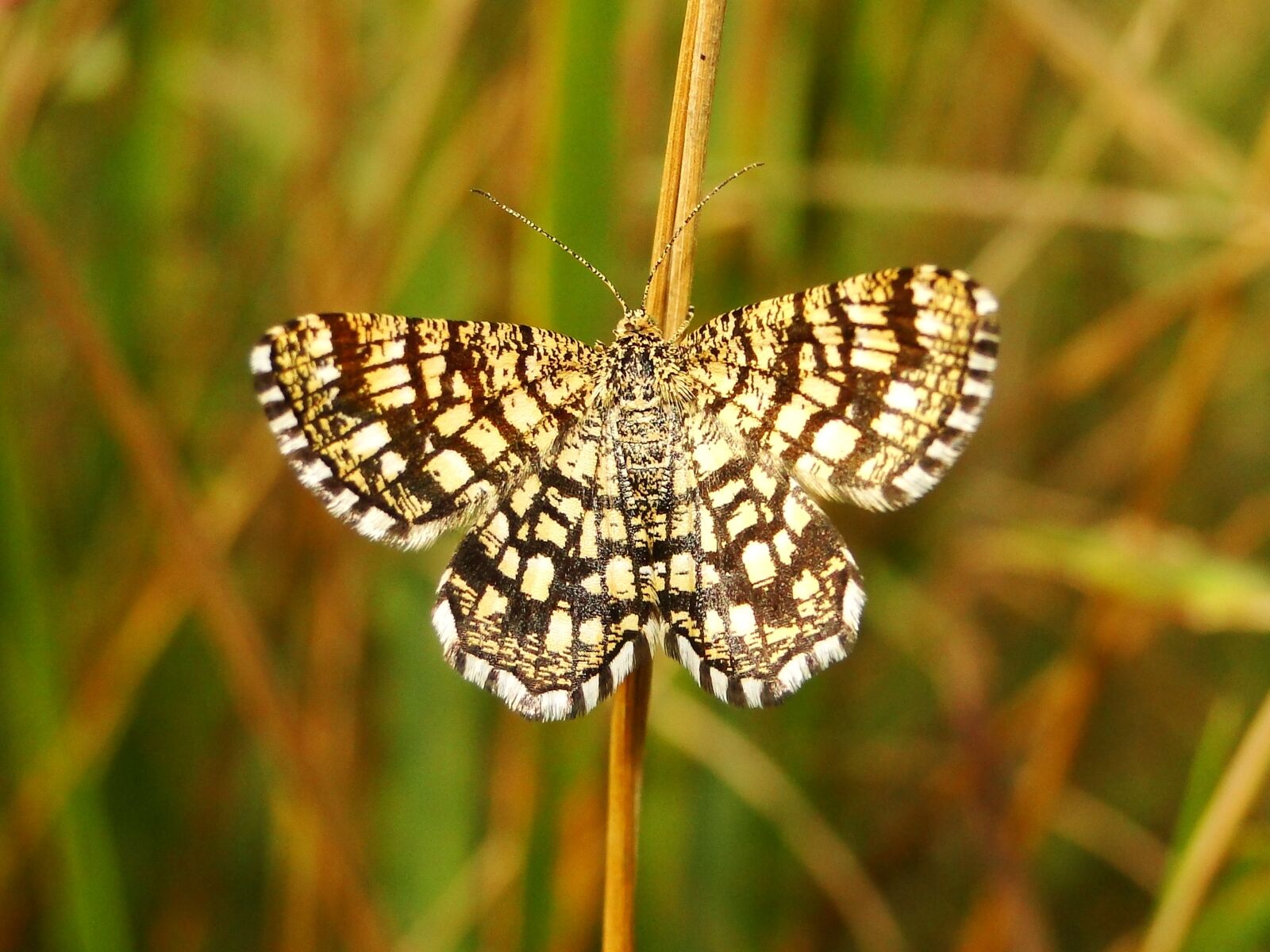 Sony Cyber-shot DSC-HX1 sample photo. Butterfly day, insect, nature photography