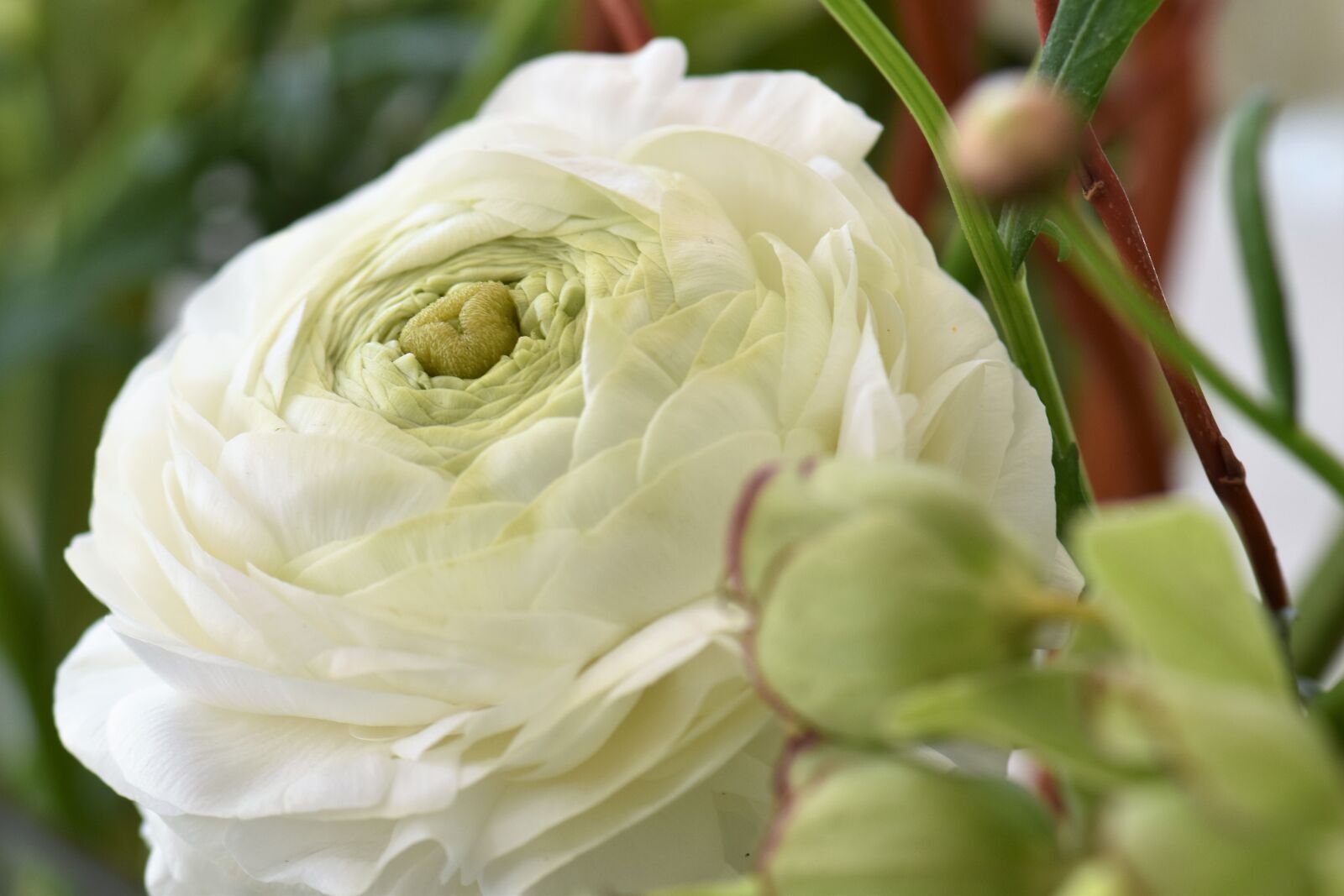 Nikon D5500 sample photo. Flower blossom, leaves, white photography