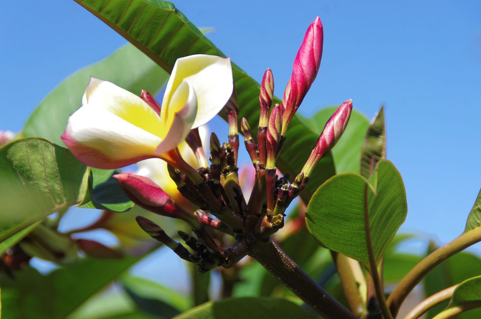 Pentax K-5 sample photo. Canary, frangipani, yellow flower photography