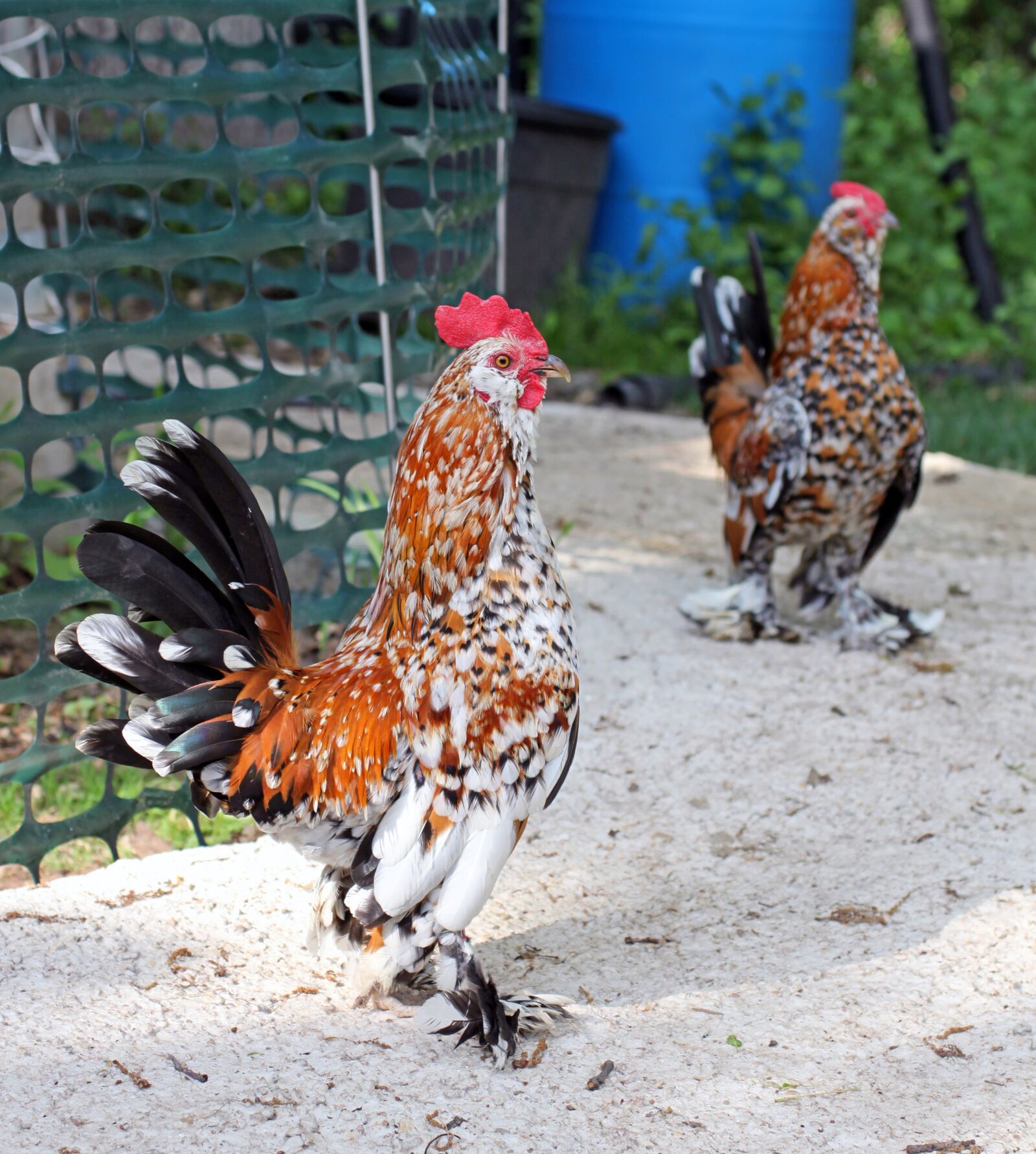 Canon EOS 500D (EOS Rebel T1i / EOS Kiss X3) sample photo. Rooster, cockerel, pair photography