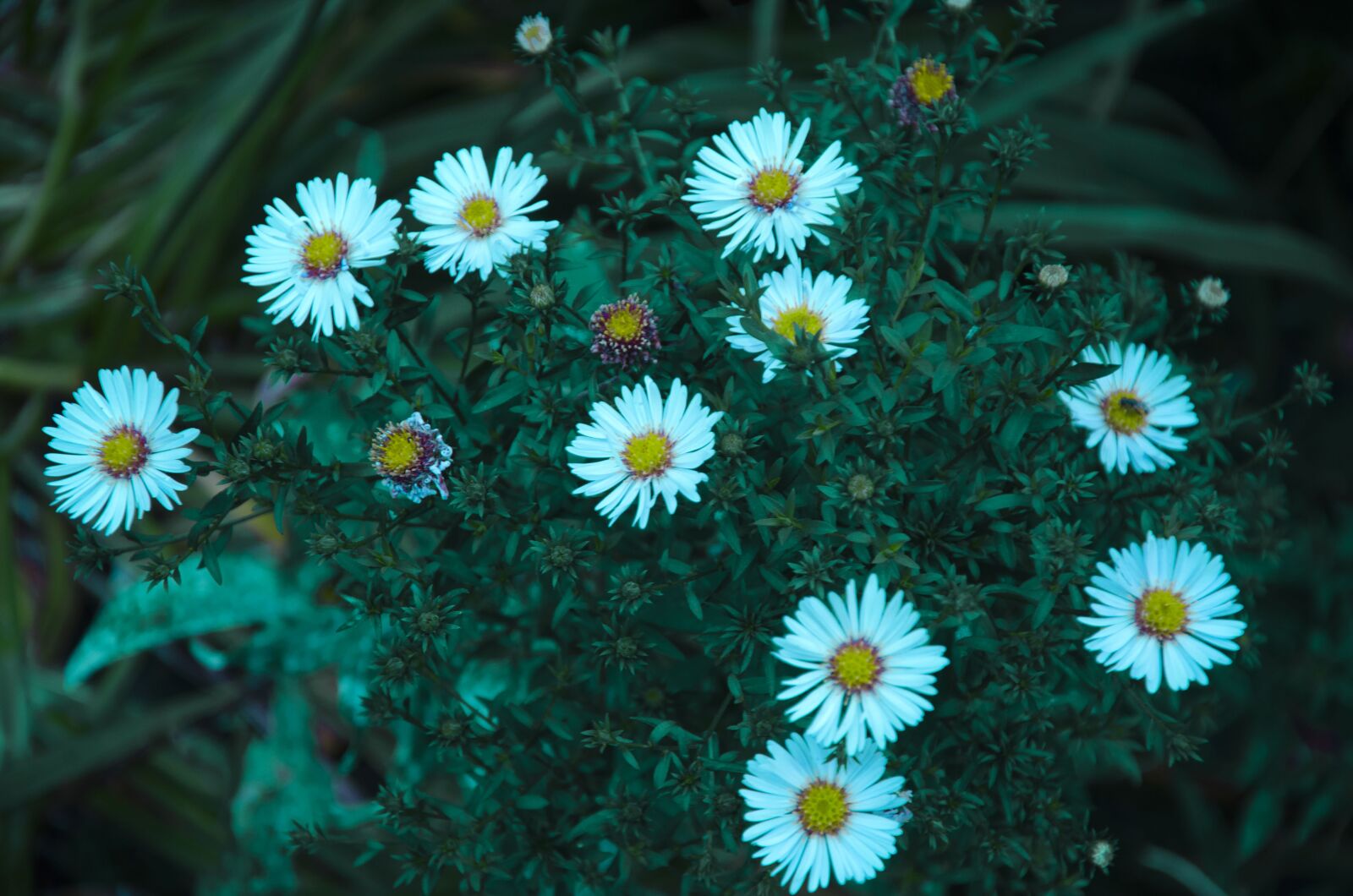 Nikon D7000 sample photo. Daisy, flower, twilights photography