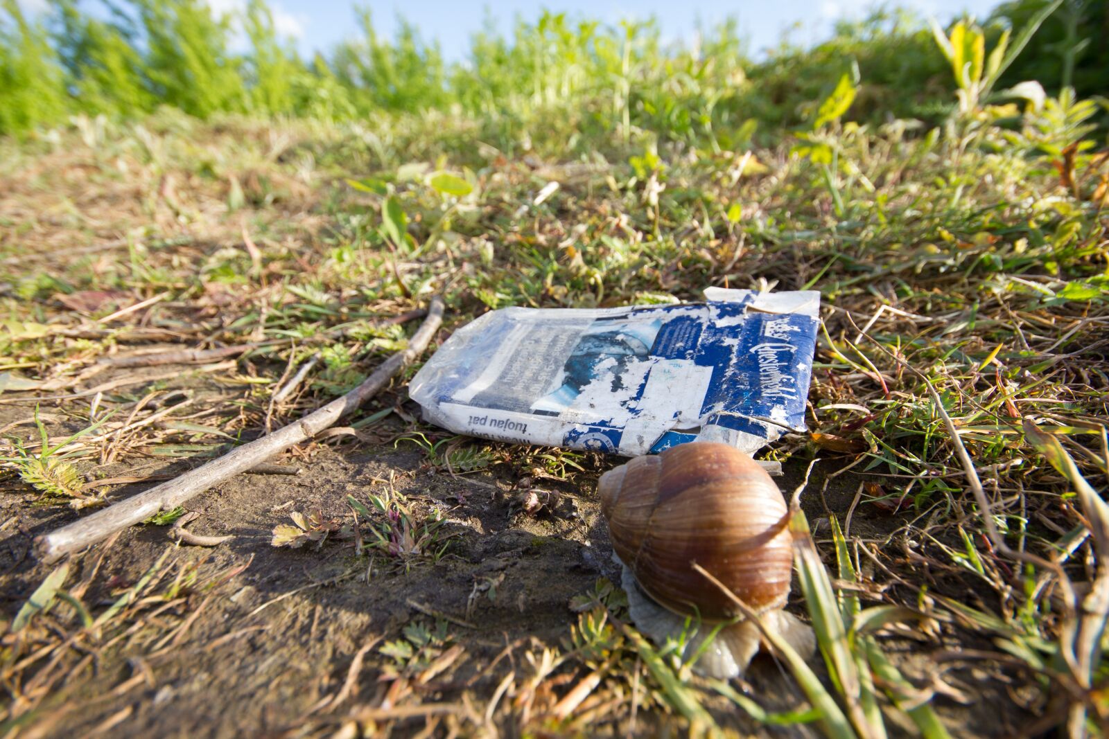 Canon EOS 550D (EOS Rebel T2i / EOS Kiss X4) sample photo. Snail, environment, pollution photography