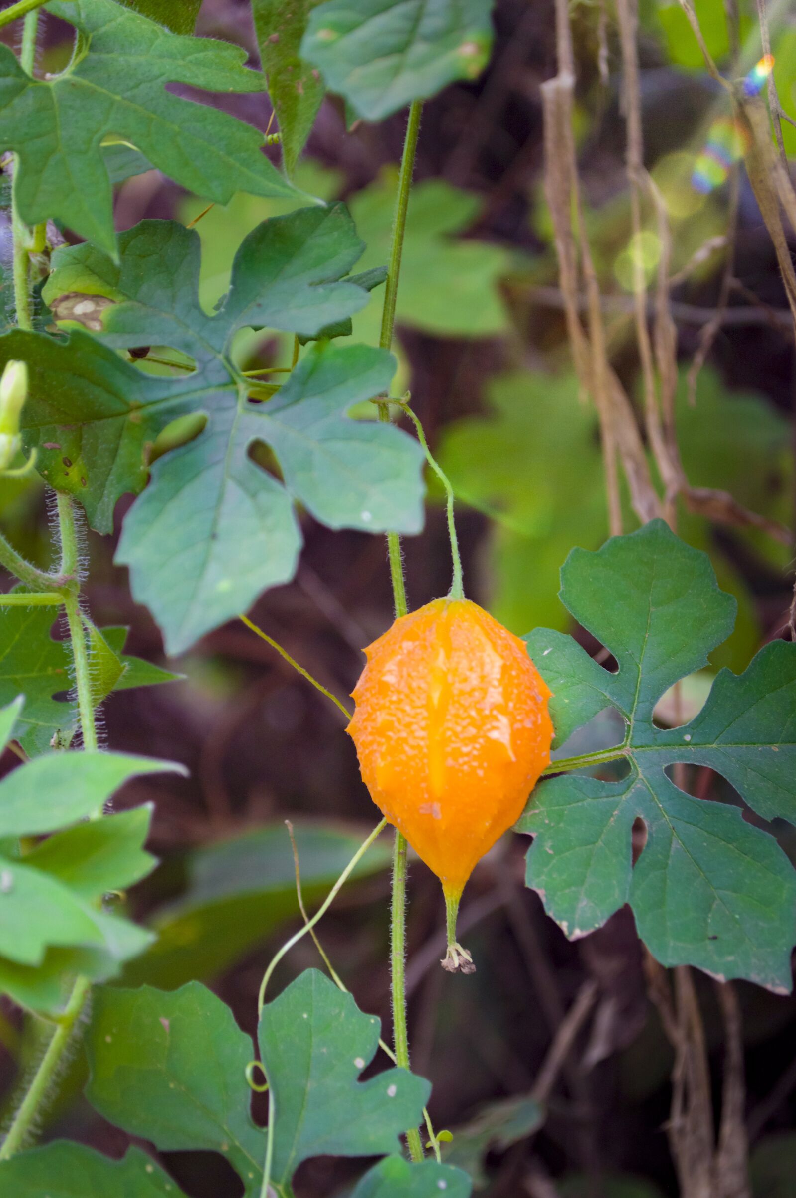 Nikon D3200 sample photo. Cundeamor, exotic fruit, hazelnut photography