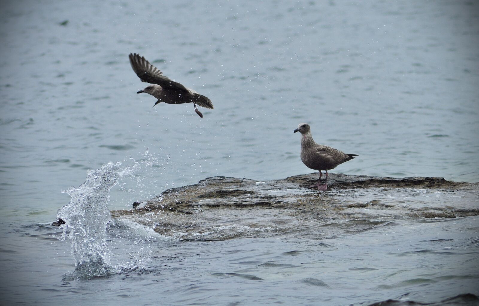 Nikon D5000 sample photo. Seagull, gull, bird photography