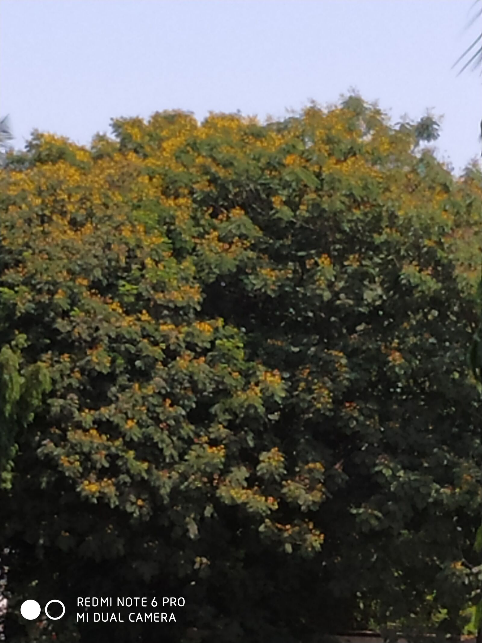 Xiaomi Redmi Note 6 Pro sample photo. Nature, tree, yellow photography