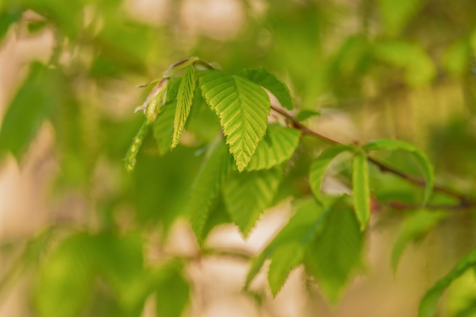 Fujifilm X-T10 sample photo. Leaves, green, young photography