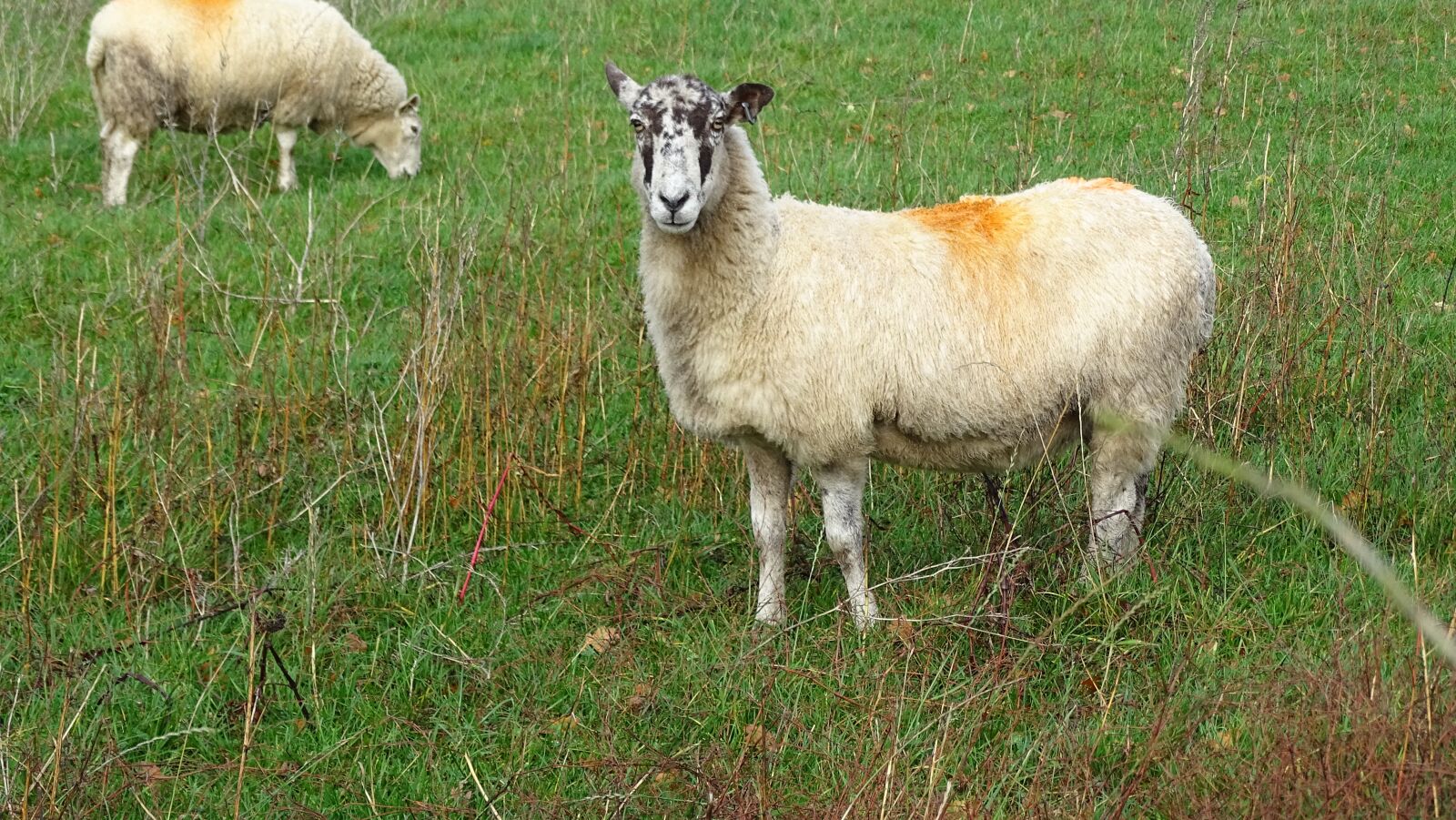 Sony Cyber-shot DSC-HX400V sample photo. Sheep, grass, field photography