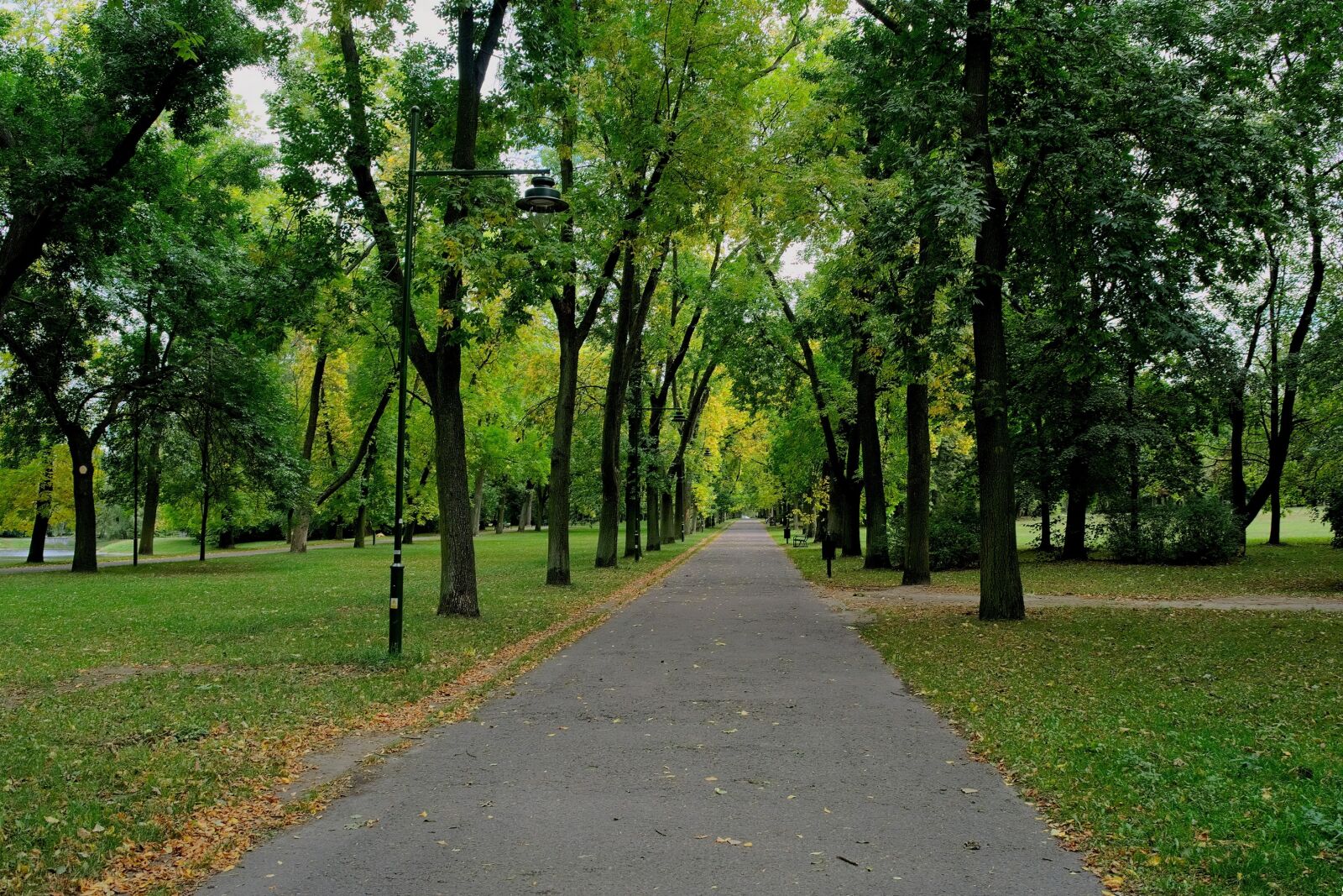 Nikon D3300 sample photo. Summer, park, poland photography