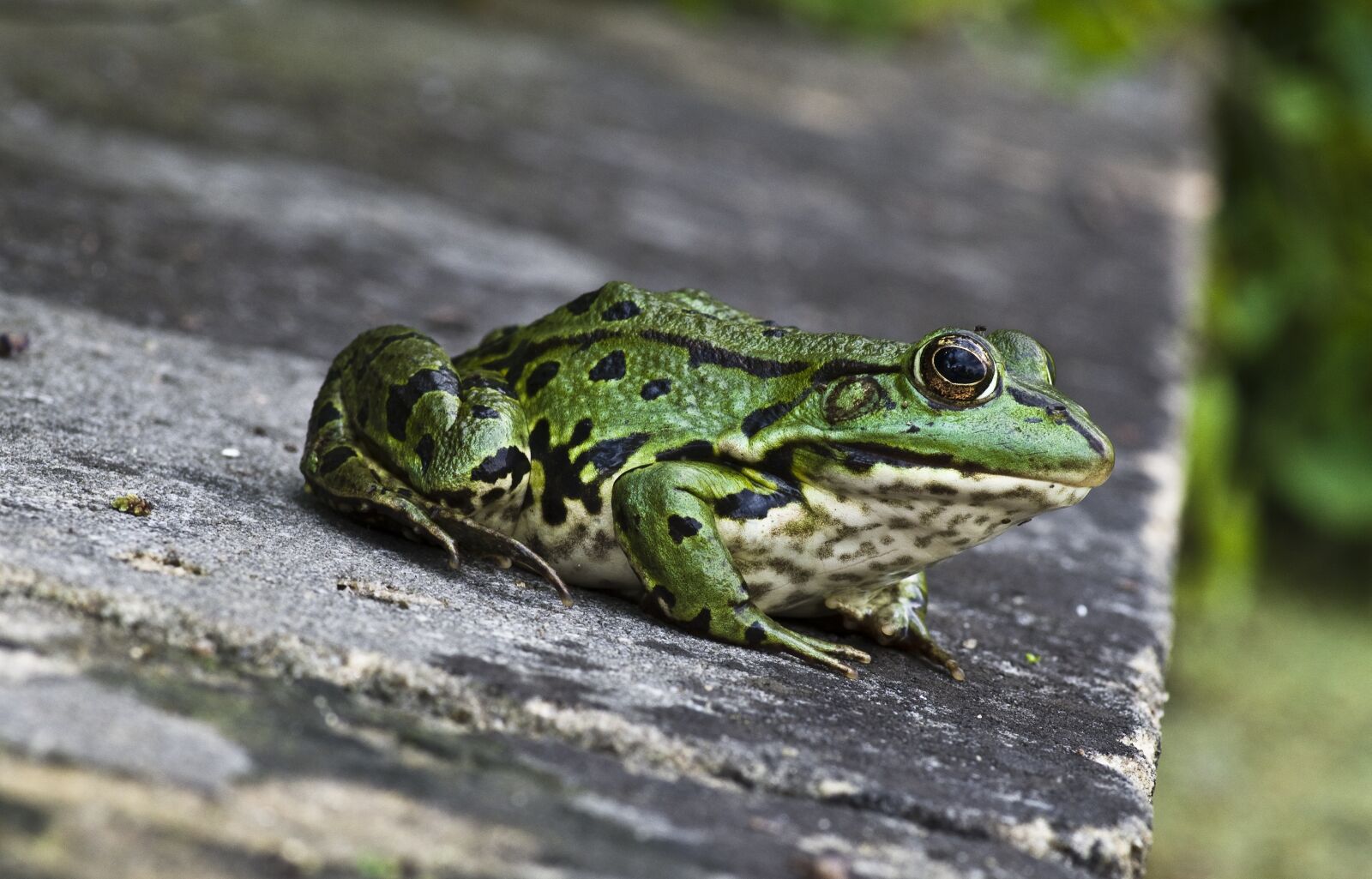 Pentax K-30 sample photo. Frog, close up, green photography