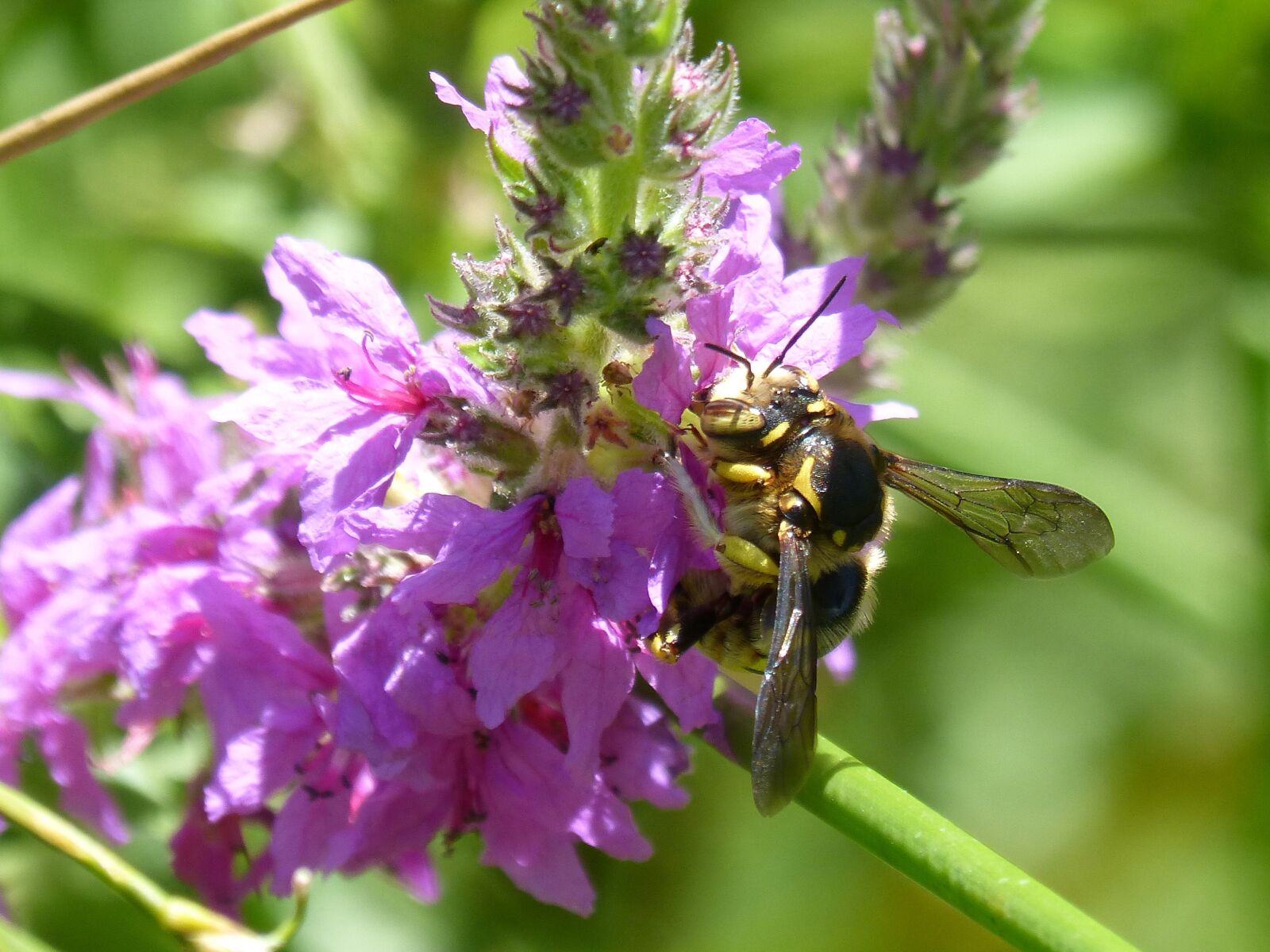 Panasonic DMC-FZ62 sample photo. Hornet, flower, libar photography