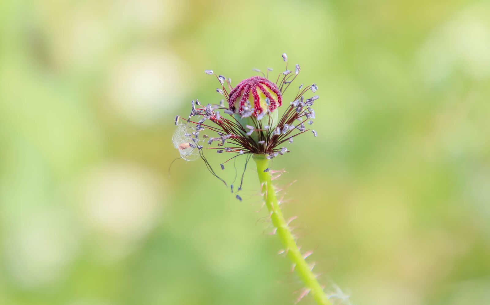 Canon EOS 70D + Tamron 16-300mm F3.5-6.3 Di II VC PZD Macro sample photo. Poppy, bud, flower photography