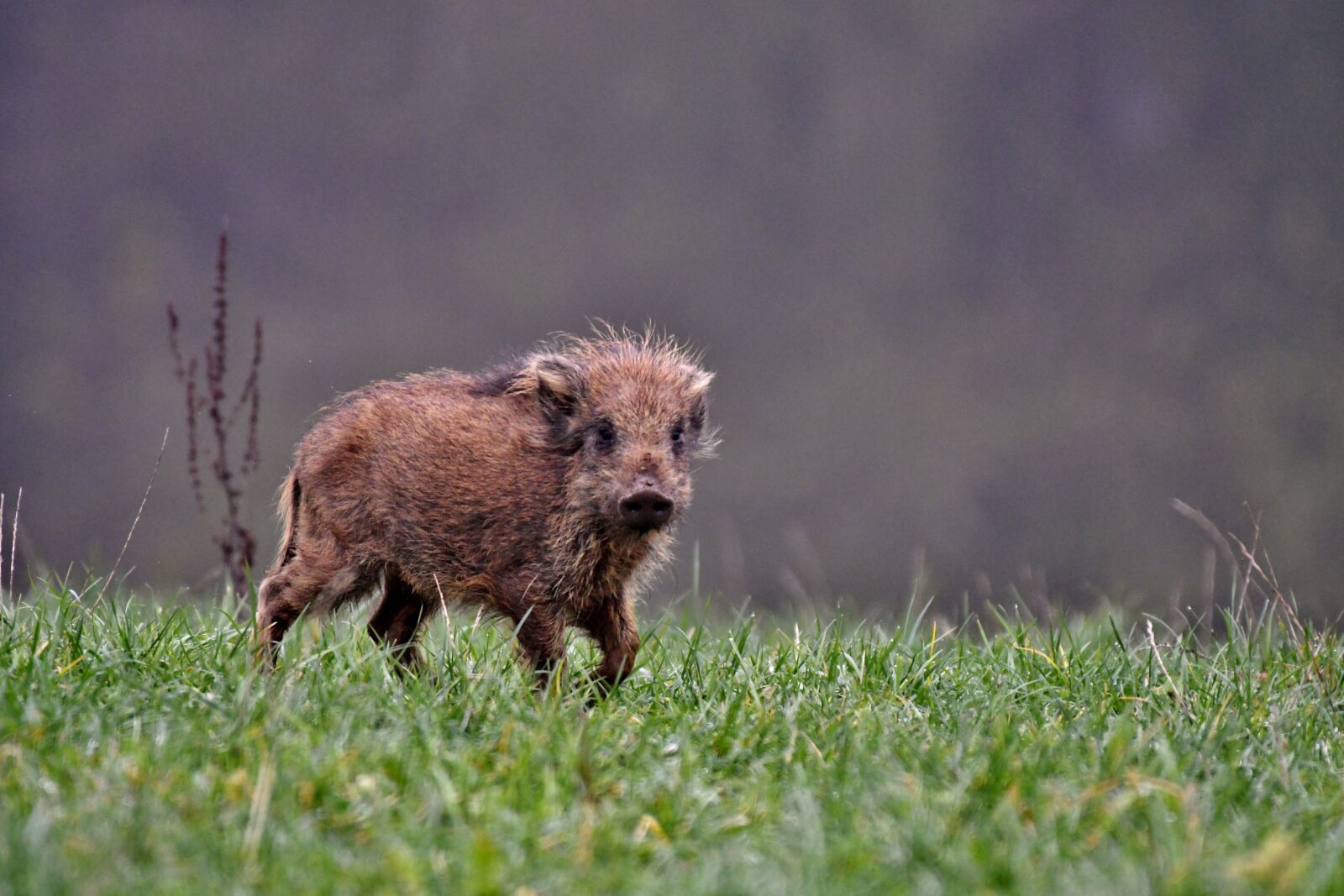 Nikon D500 sample photo. Hog, wild, brush photography