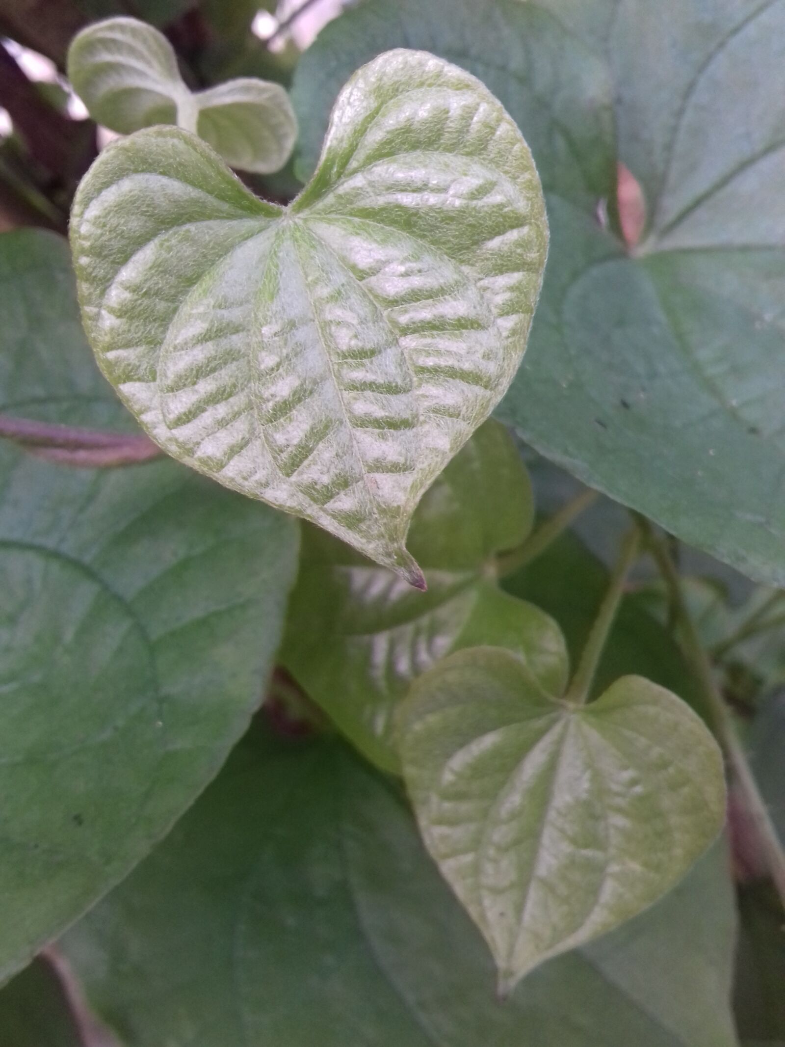 Samsung Galaxy J3(2016) sample photo. Leaf, fresh, tender leaf photography