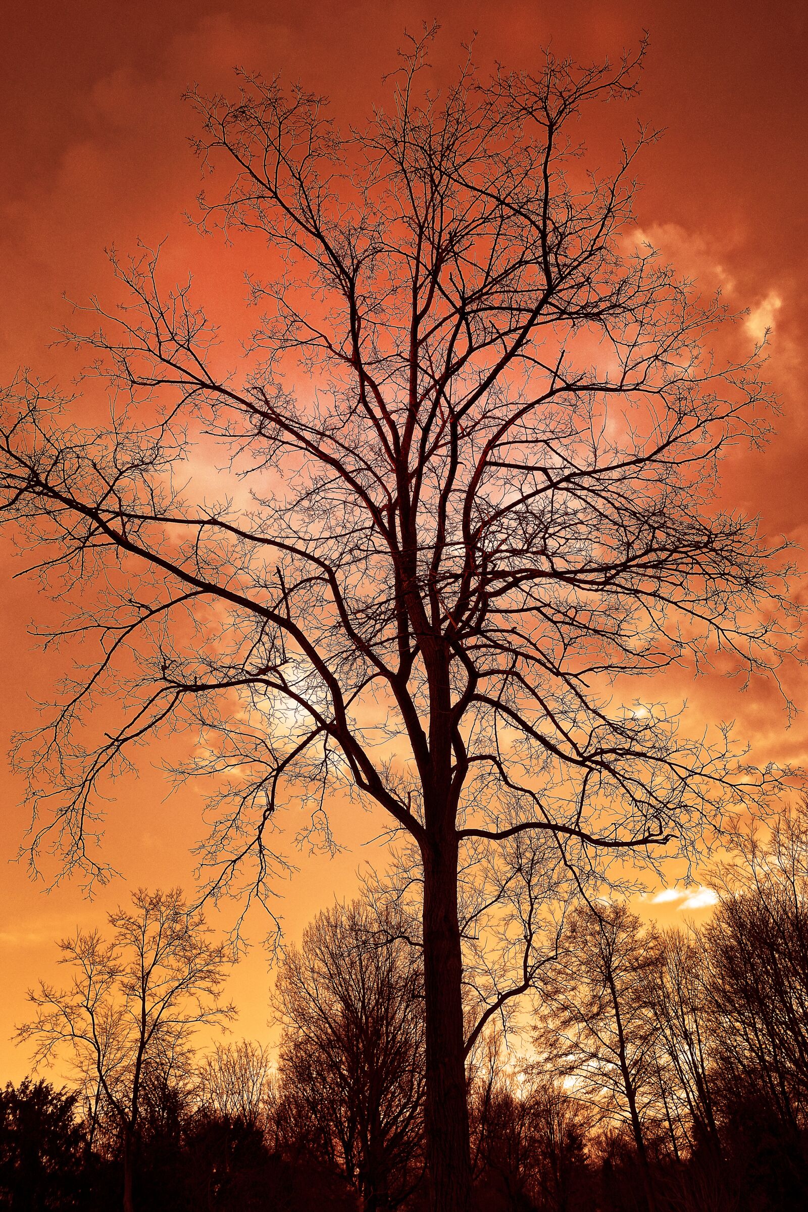 Sony Cyber-shot DSC-RX100 sample photo. Tree, bare tree, bare photography