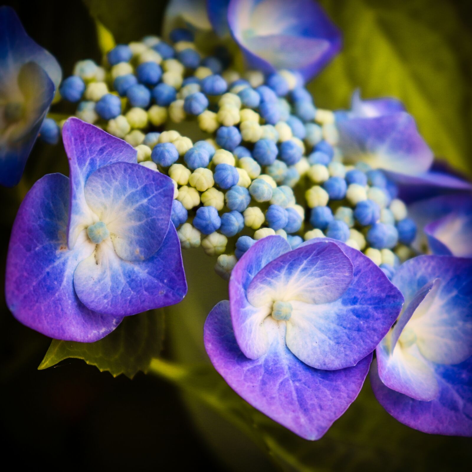Canon EOS 200D (EOS Rebel SL2 / EOS Kiss X9) sample photo. Hydrangea, blue, blossom photography