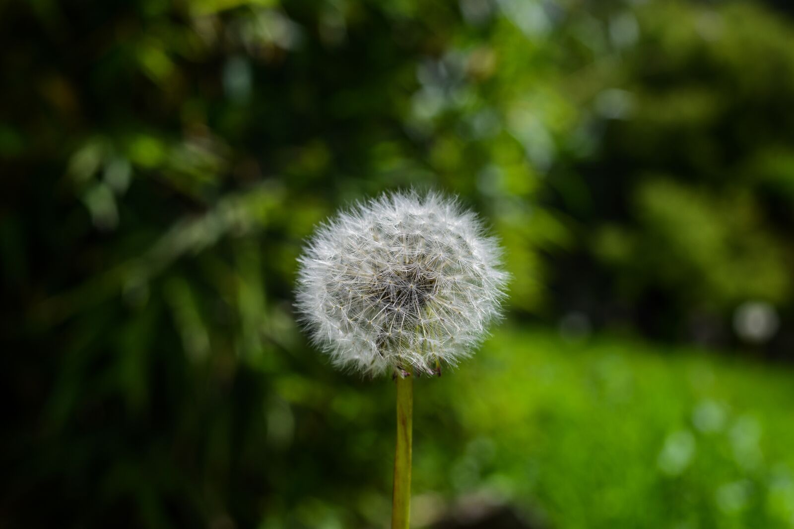 Nikon D3400 sample photo. Dandelion, nature, foreground photography