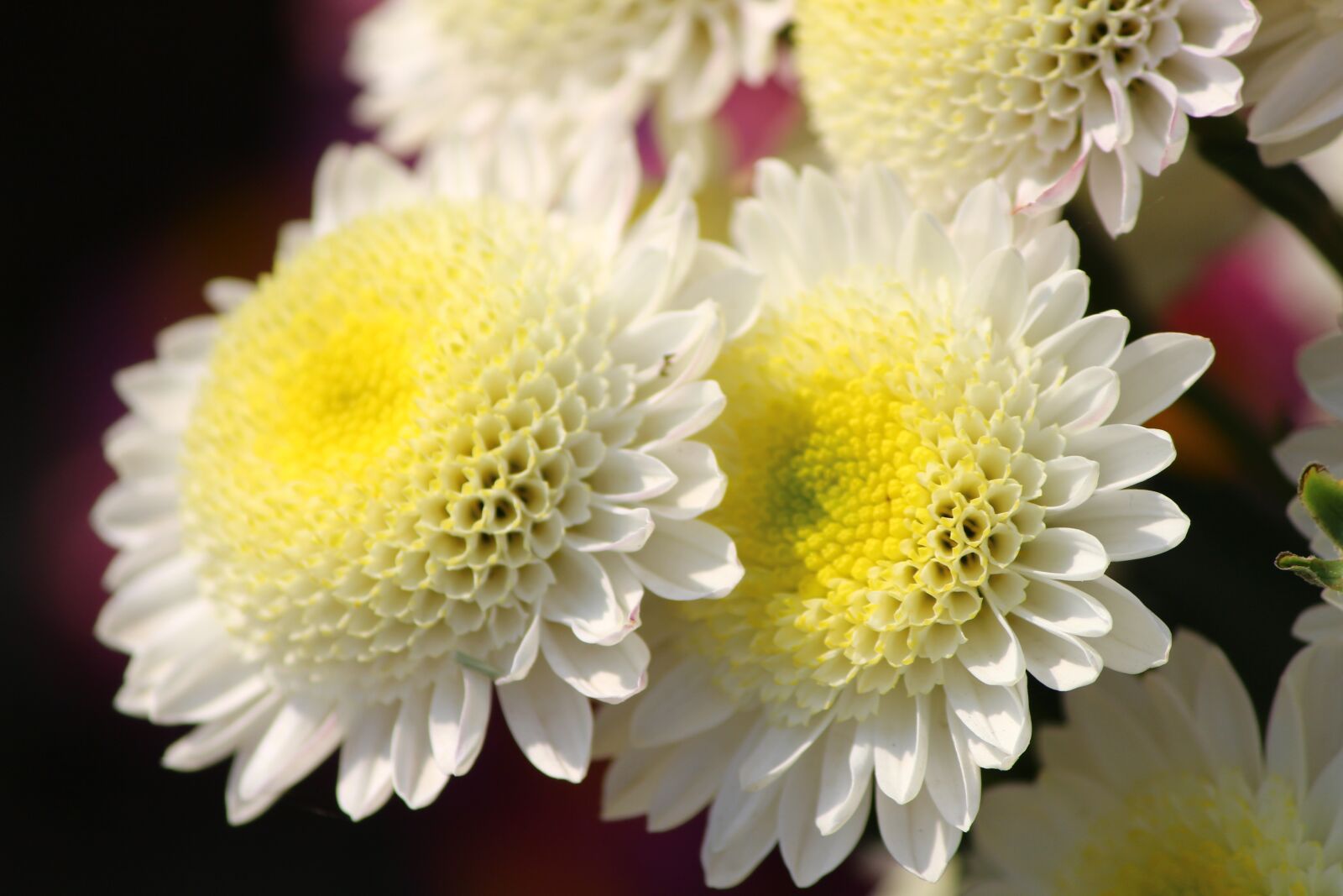 Canon EOS 700D (EOS Rebel T5i / EOS Kiss X7i) sample photo. Flower, chrysanthemums, mums photography