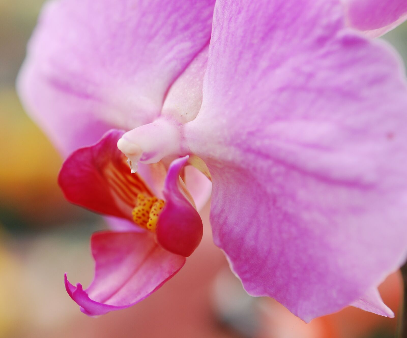 Nikon D60 sample photo. Flower, plants, pink photography