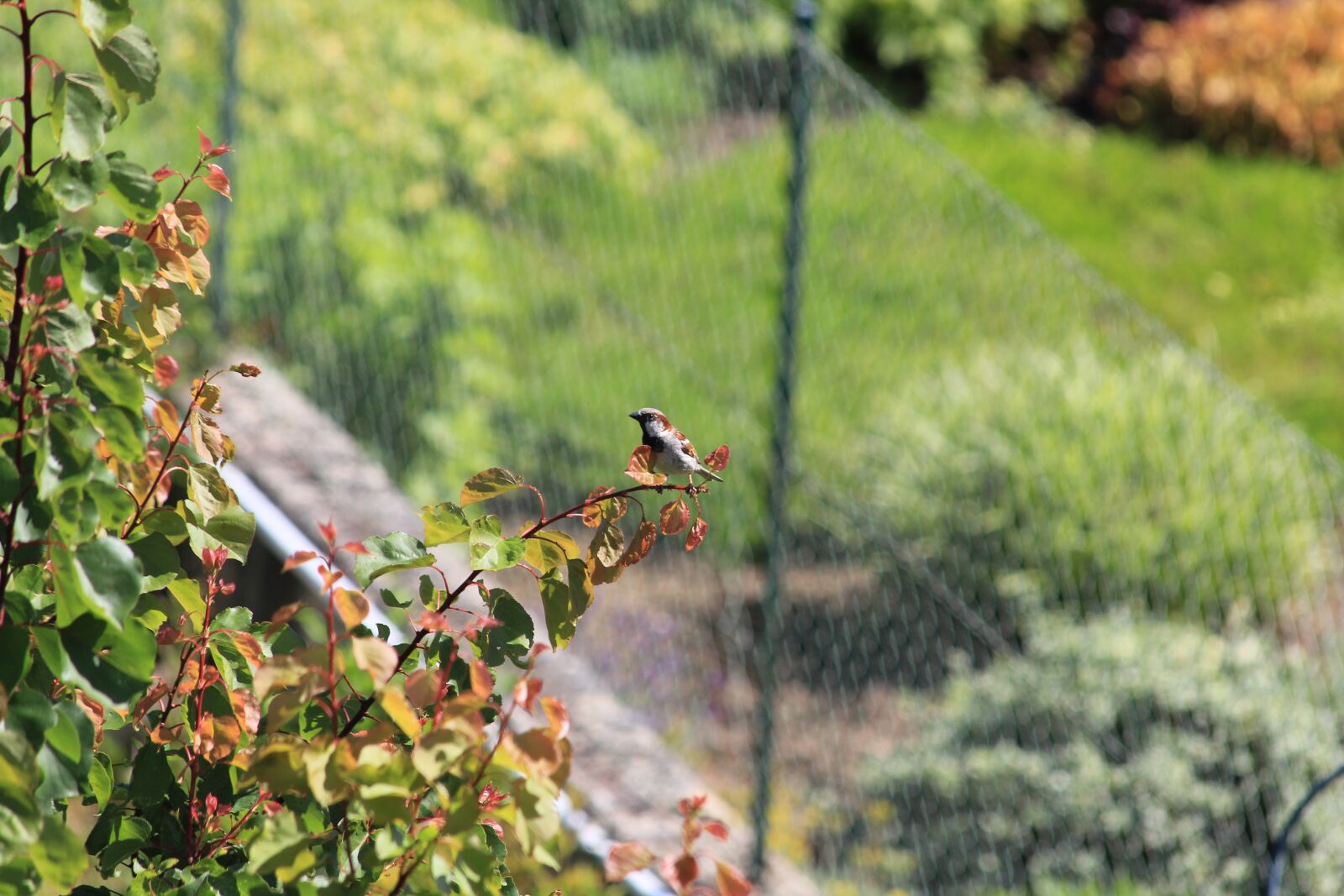 Canon EOS 550D (EOS Rebel T2i / EOS Kiss X4) sample photo. Bird, tree, branch photography