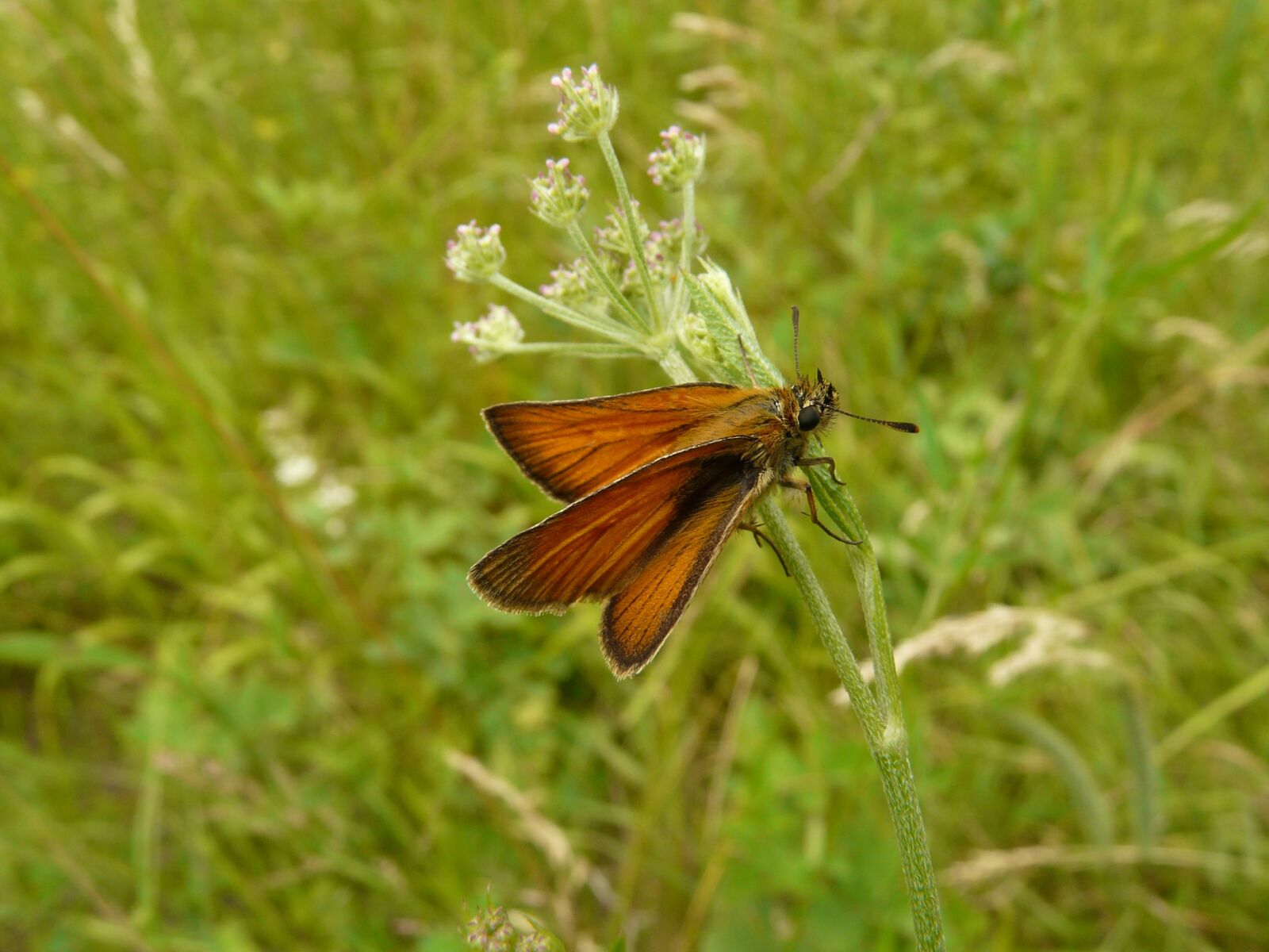 Panasonic DMC-FZ18 sample photo. Butterfly, brown, insect photography