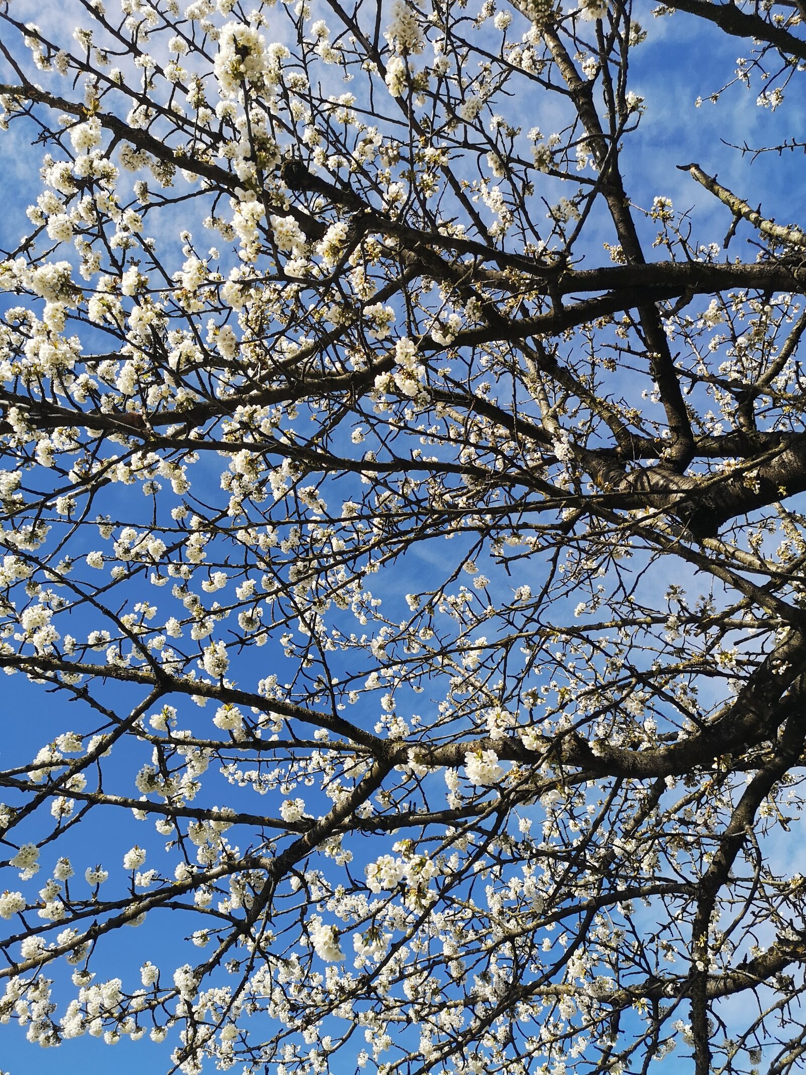 HUAWEI P20 Pro sample photo. Spring season, nature, white photography