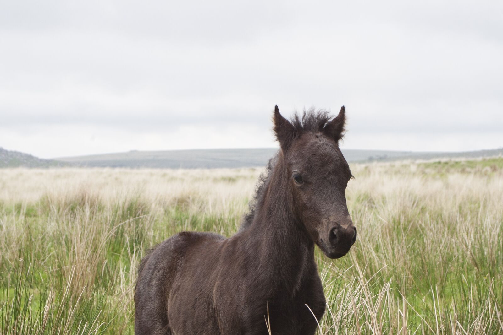 Canon EOS 350D (EOS Digital Rebel XT / EOS Kiss Digital N) sample photo. Dartmoor, pony, horse photography