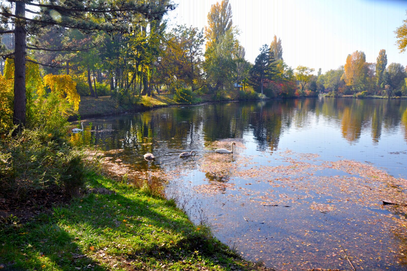 Nikon D90 sample photo. Swan, pond, vienna photography