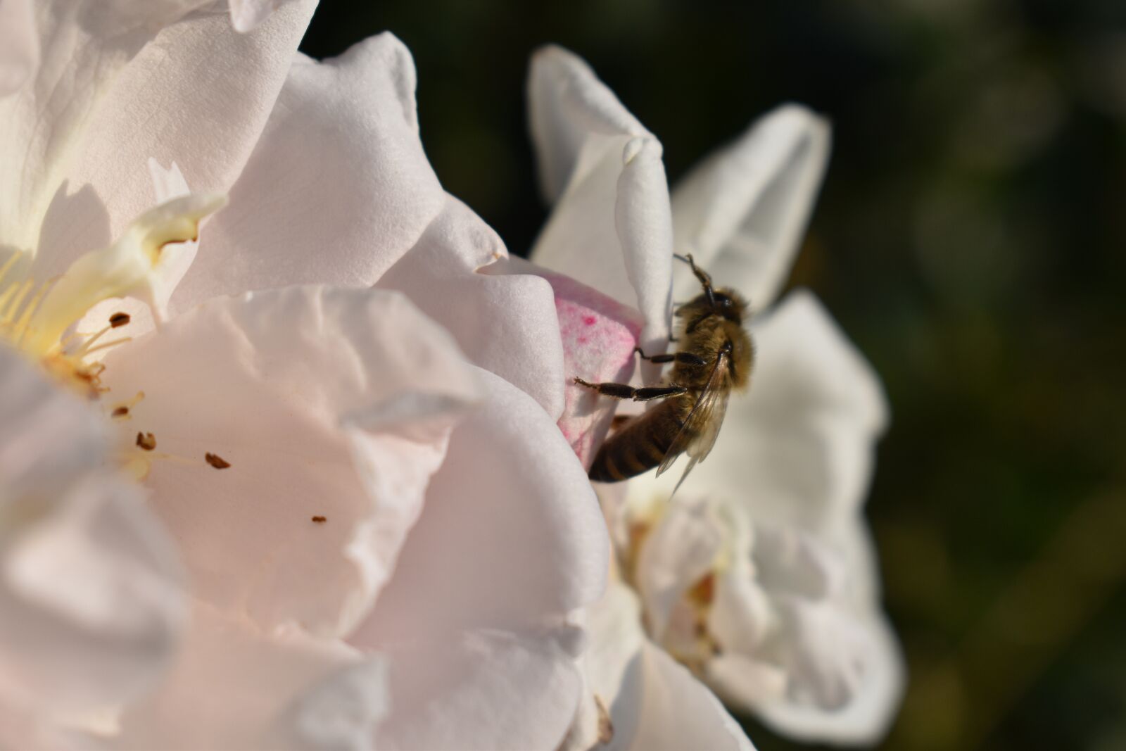 Nikon D3500 sample photo. Bee, flower, floral photography