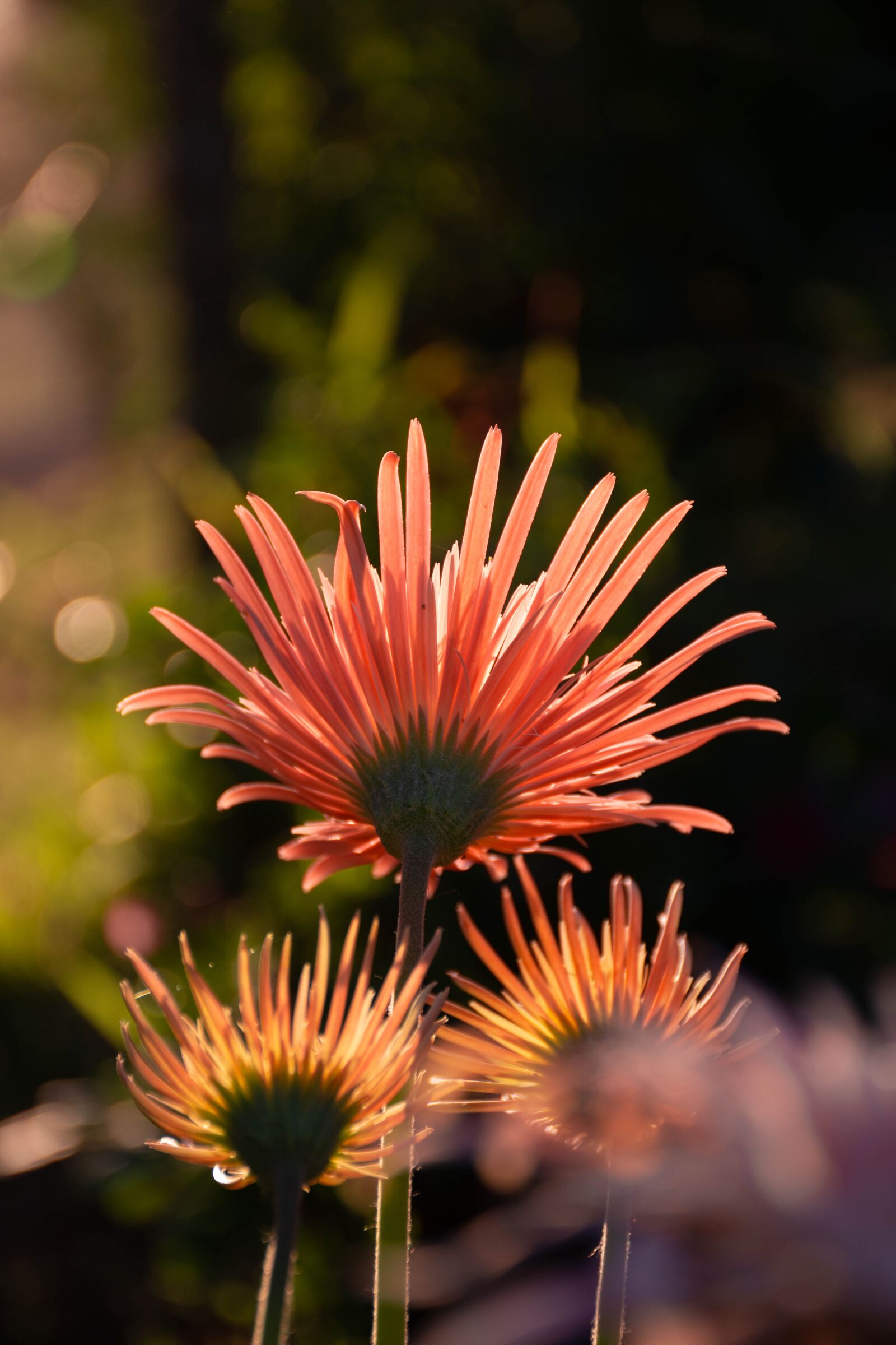 Nikon D7200 sample photo. Flowers, plants, bloom photography