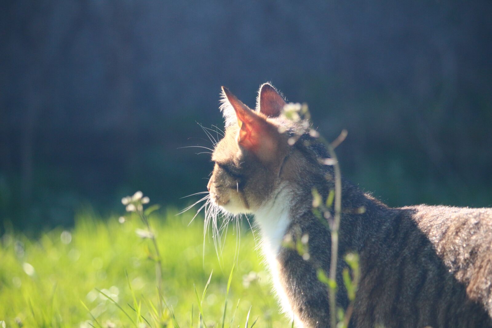 Canon EOS 100D (EOS Rebel SL1 / EOS Kiss X7) sample photo. Cat, mieze, kitten photography