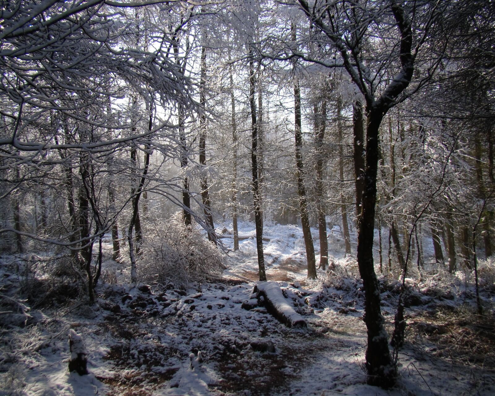 Sony Cyber-shot DSC-H50 sample photo. Winter, scene, woodland photography