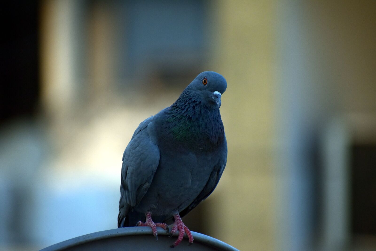 Nikon D5600 sample photo. Pigeon, homing pigeon, columba photography