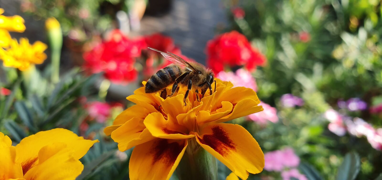 Samsung Galaxy S10 sample photo. Bee, marigold, garden photography