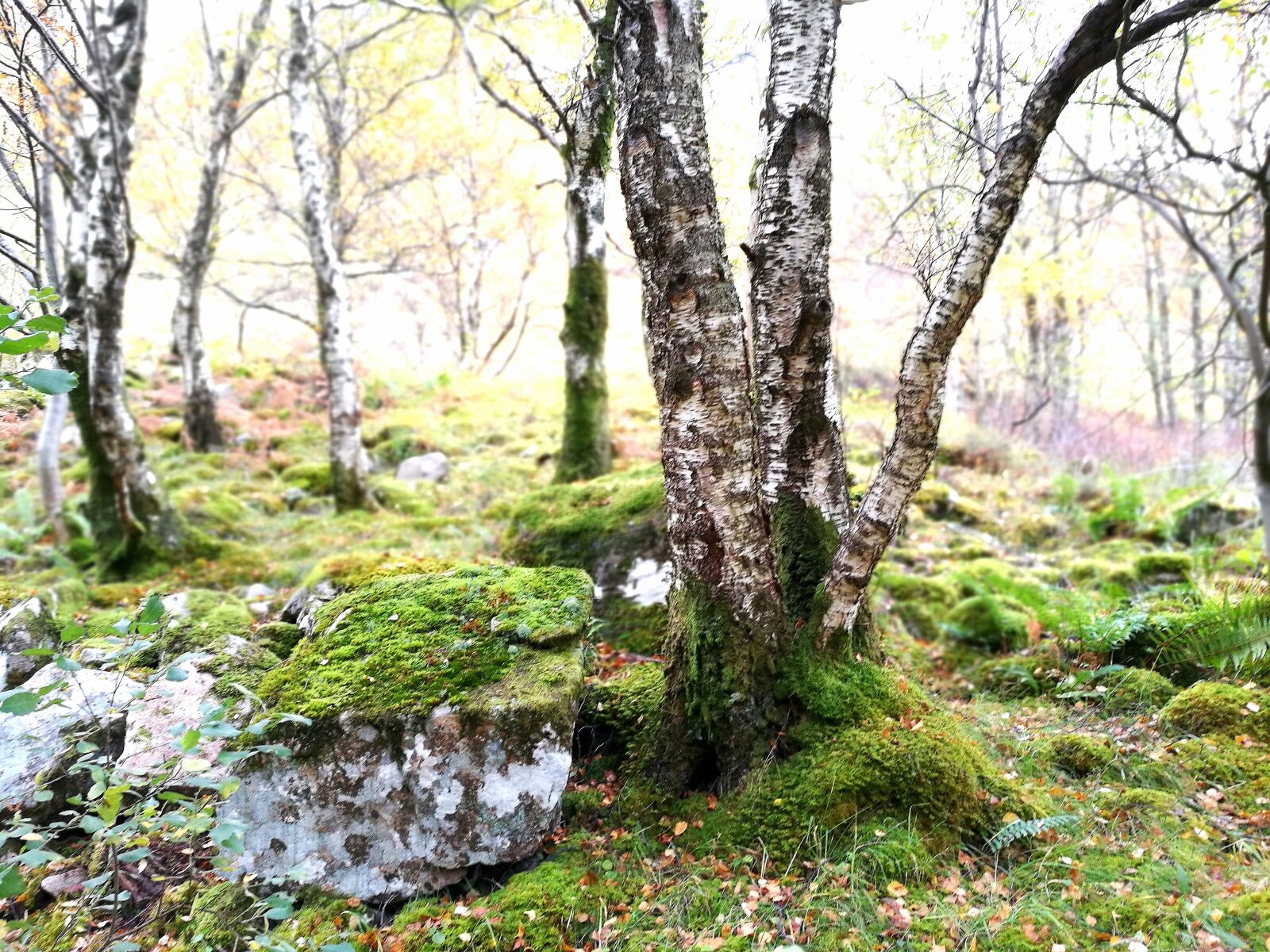 HUAWEI Honor 8 sample photo. Birch, scotland, forest photography