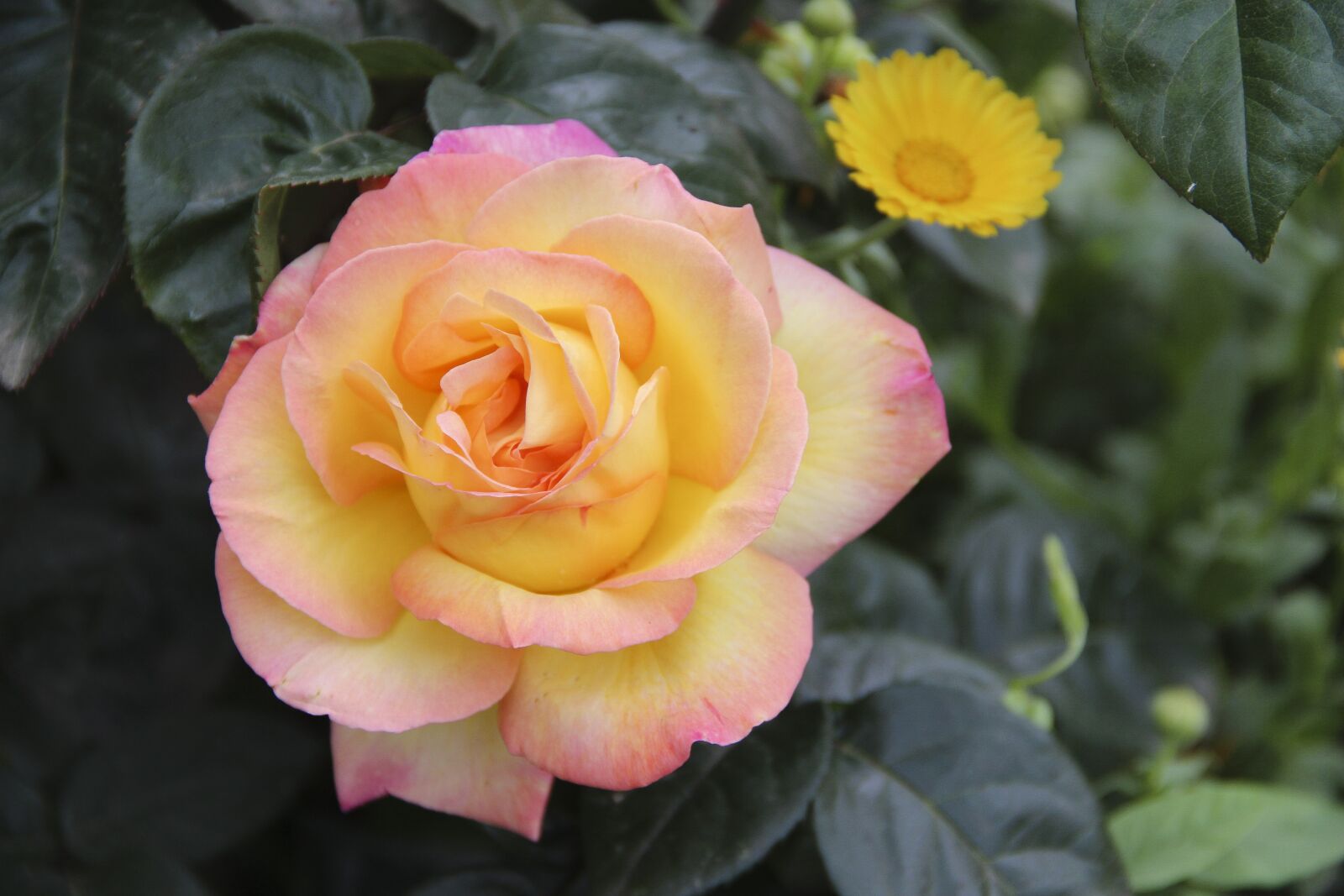 Canon EOS 650D (EOS Rebel T4i / EOS Kiss X6i) + Canon EF-S 18-135mm F3.5-5.6 IS sample photo. Rose, yellow, flower photography