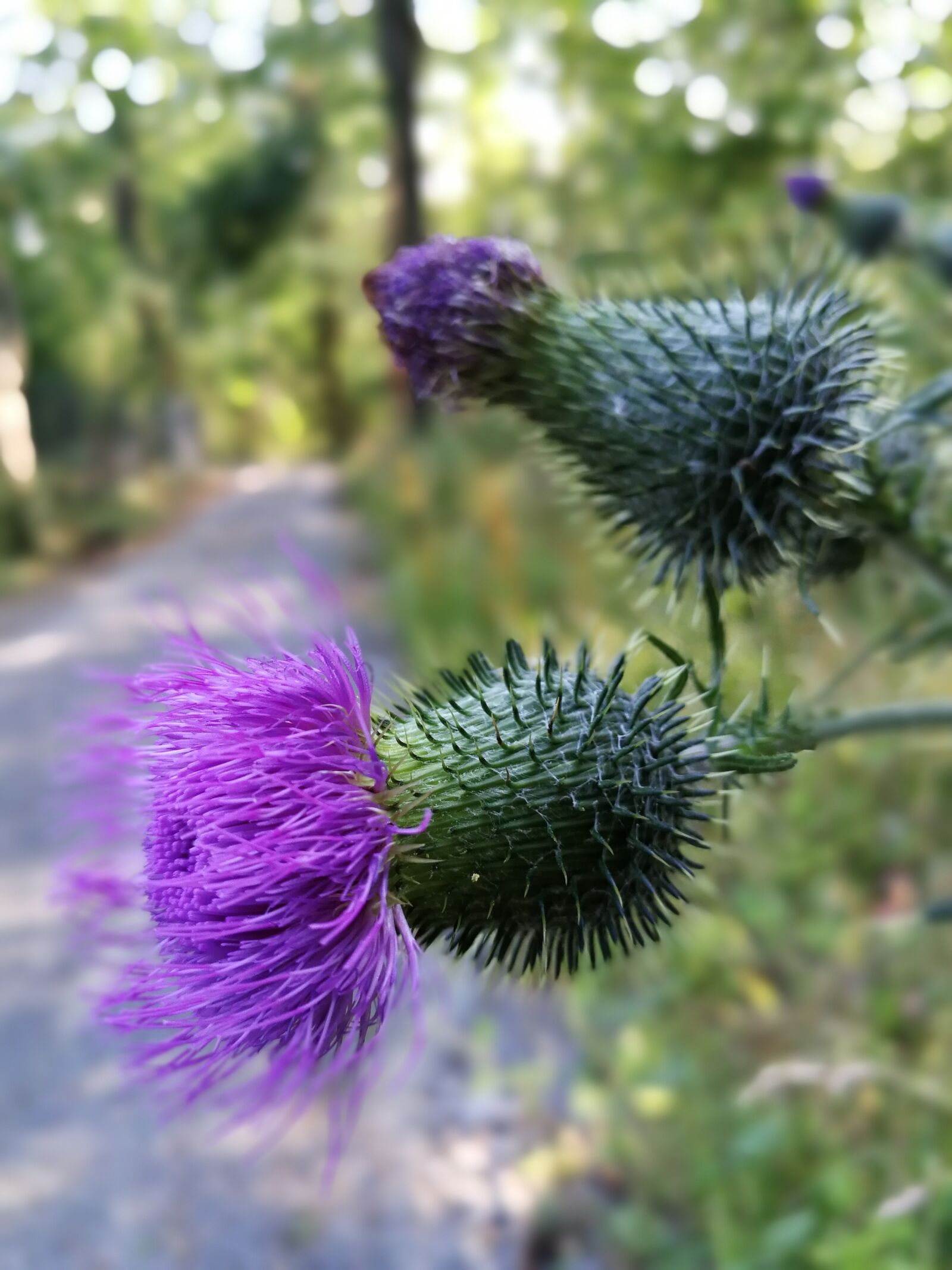 HUAWEI P10 sample photo. Nature, flower, plant photography