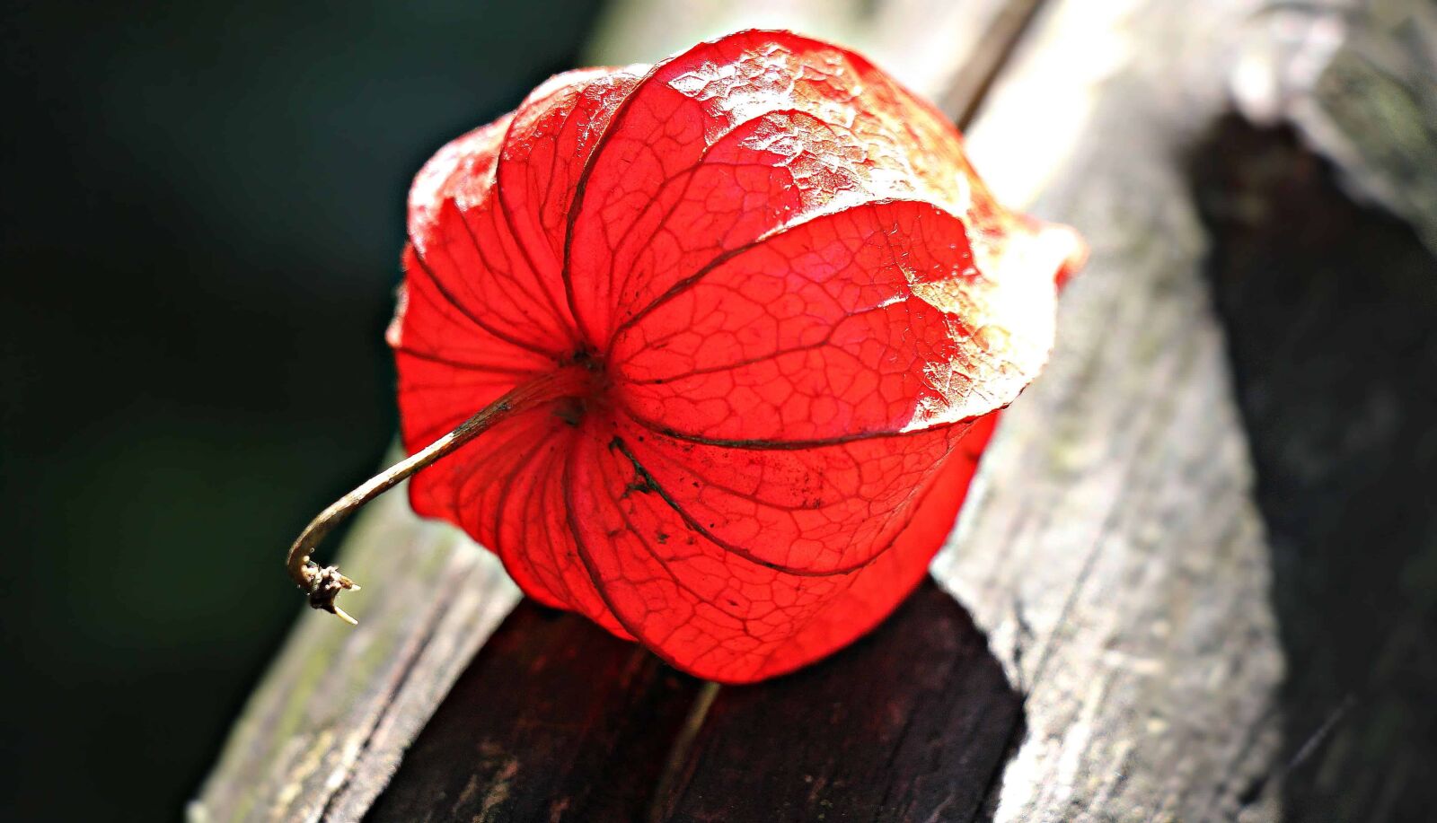 Canon EOS 550D (EOS Rebel T2i / EOS Kiss X4) sample photo. Plant, flower, nature, red photography