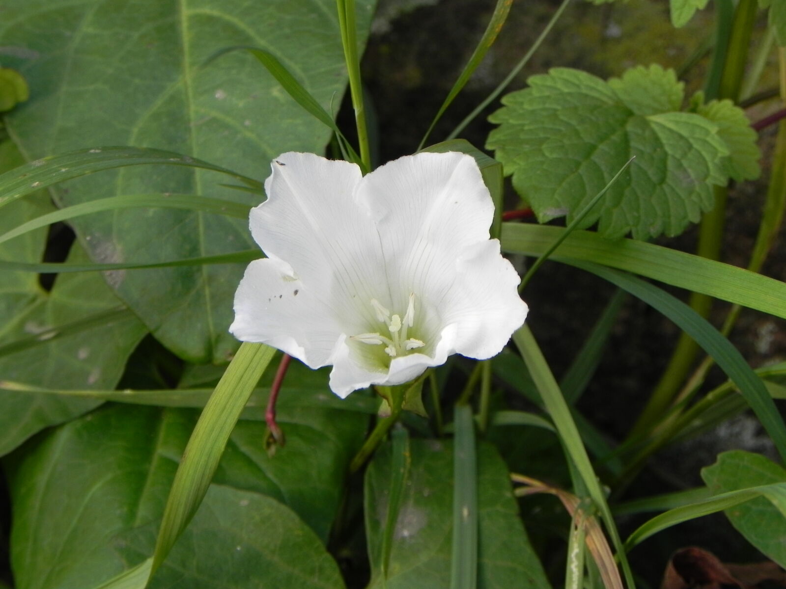 Nikon Coolpix P100 sample photo. Flower, green, spring, white photography