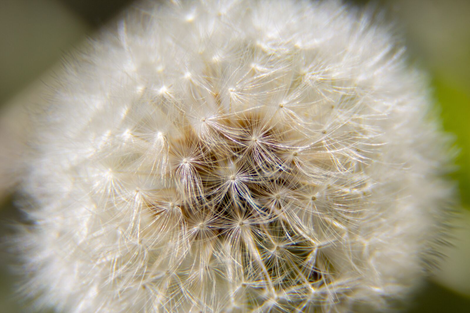 Canon EOS 600D (Rebel EOS T3i / EOS Kiss X5) sample photo. Dandelion, pupava, nature photography
