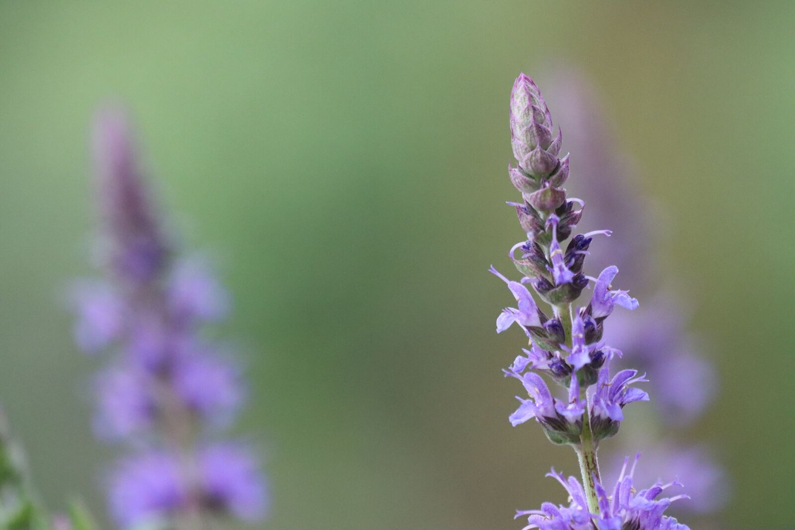 Canon EOS 90D sample photo. Blue, wild sage, salvia photography