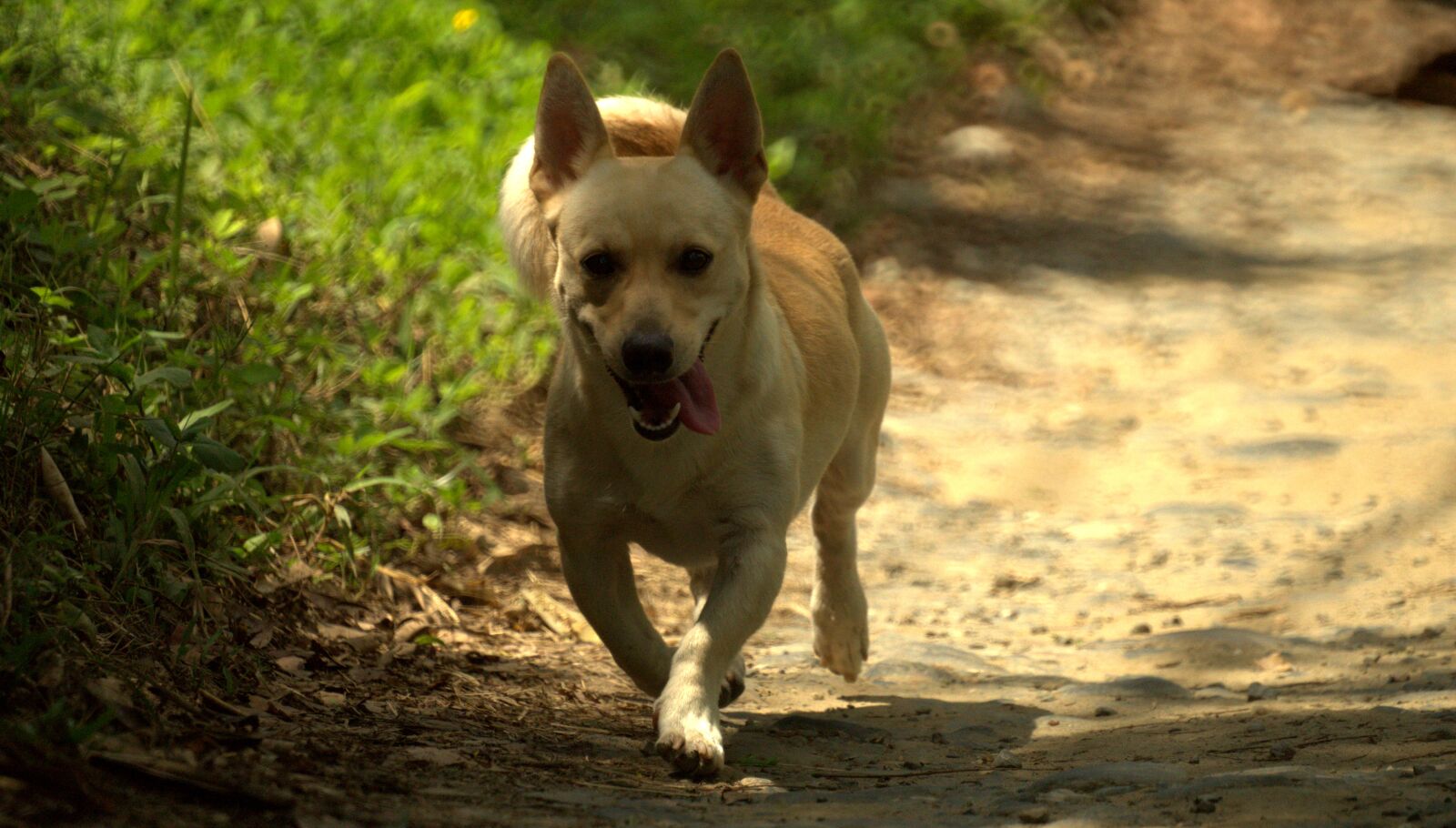 Sony SLT-A58 sample photo. Nature, dog, pet photography