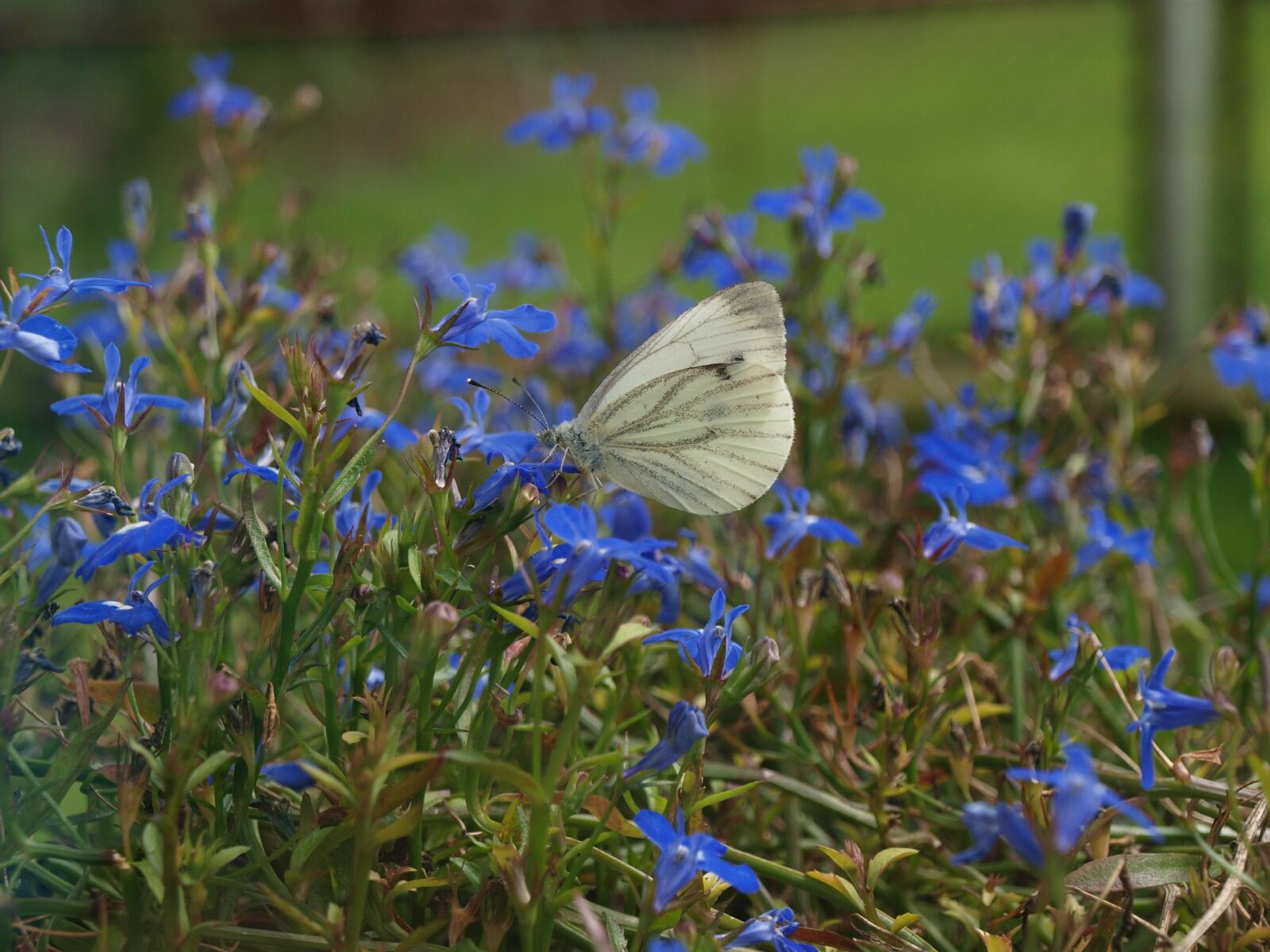 Olympus E-420 (EVOLT E-420) sample photo. Butterfly in flowers, butterfly photography