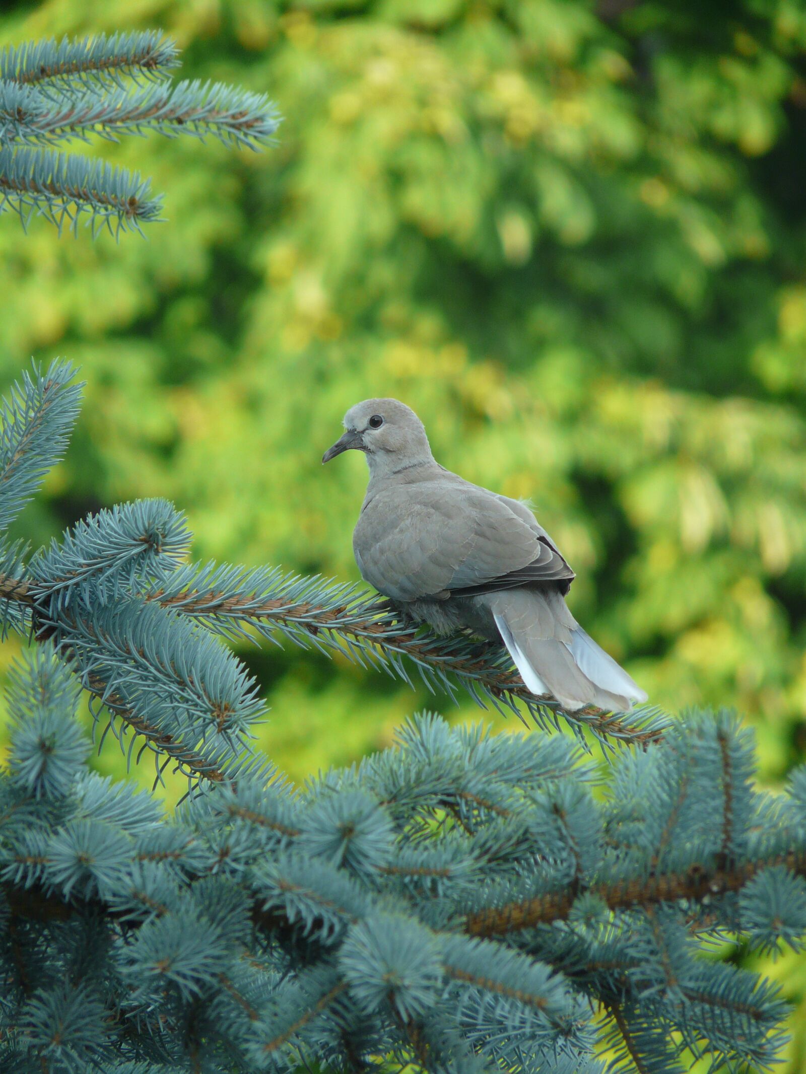 Panasonic DMC-FZ18 sample photo. Dove, bird, branch photography