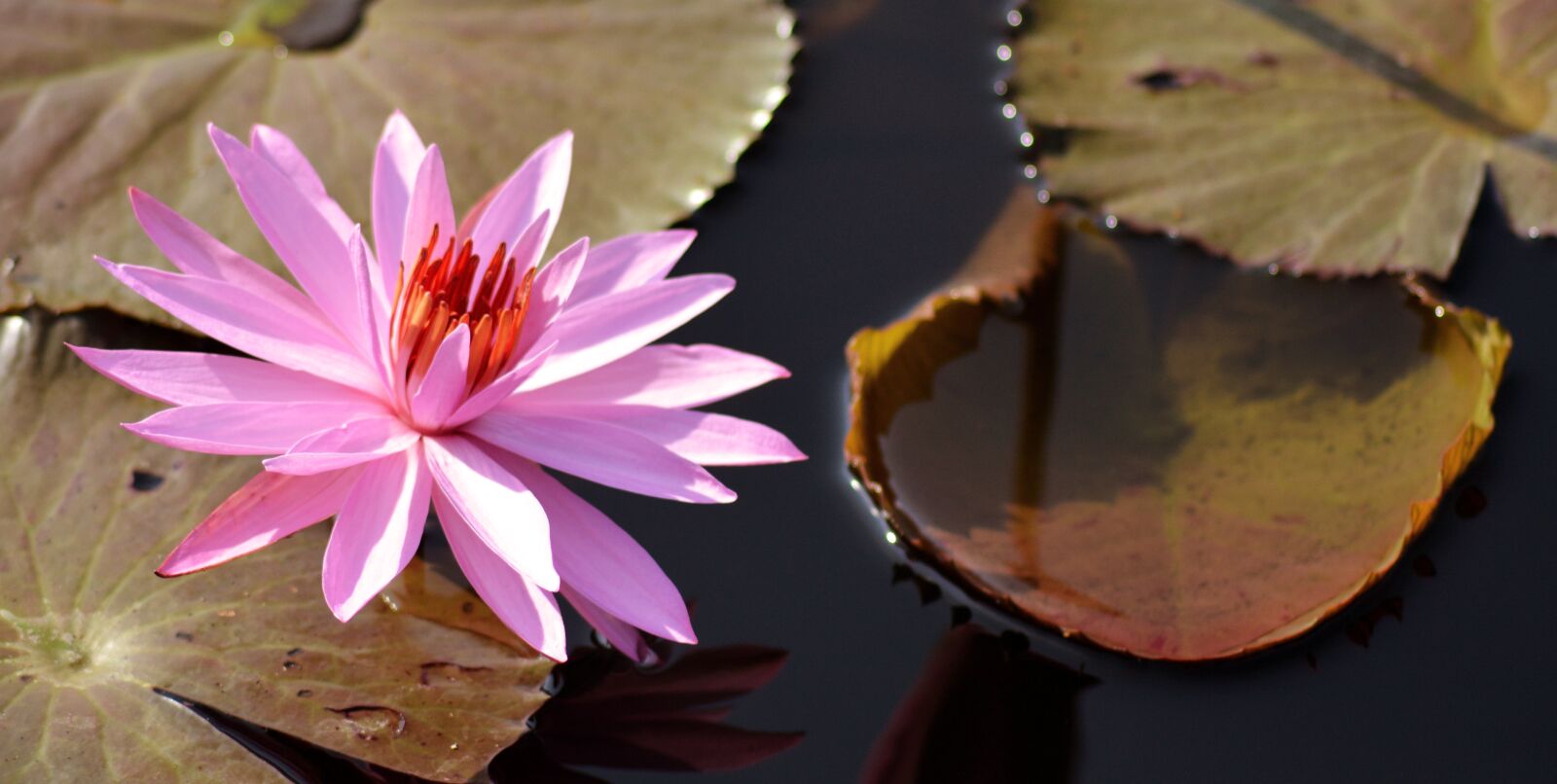 Nikon D5200 sample photo. Lotus, flower, garden photography