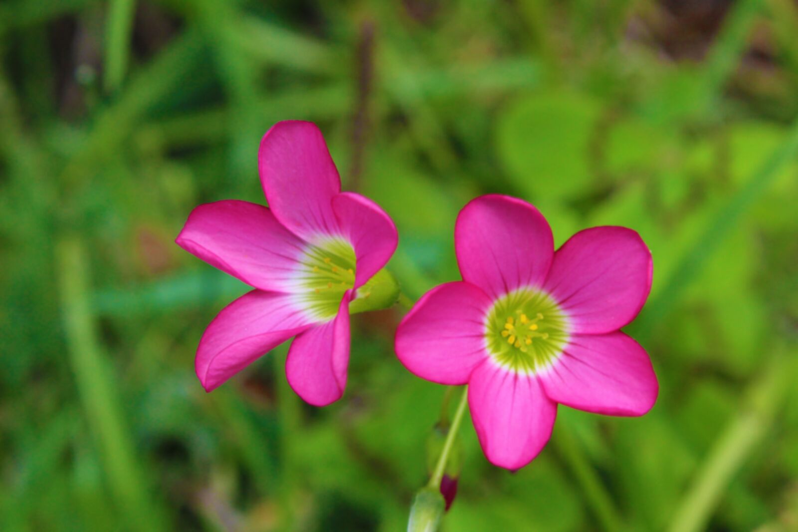 Canon EOS 1300D (EOS Rebel T6 / EOS Kiss X80) sample photo. Flower, nature, field photography