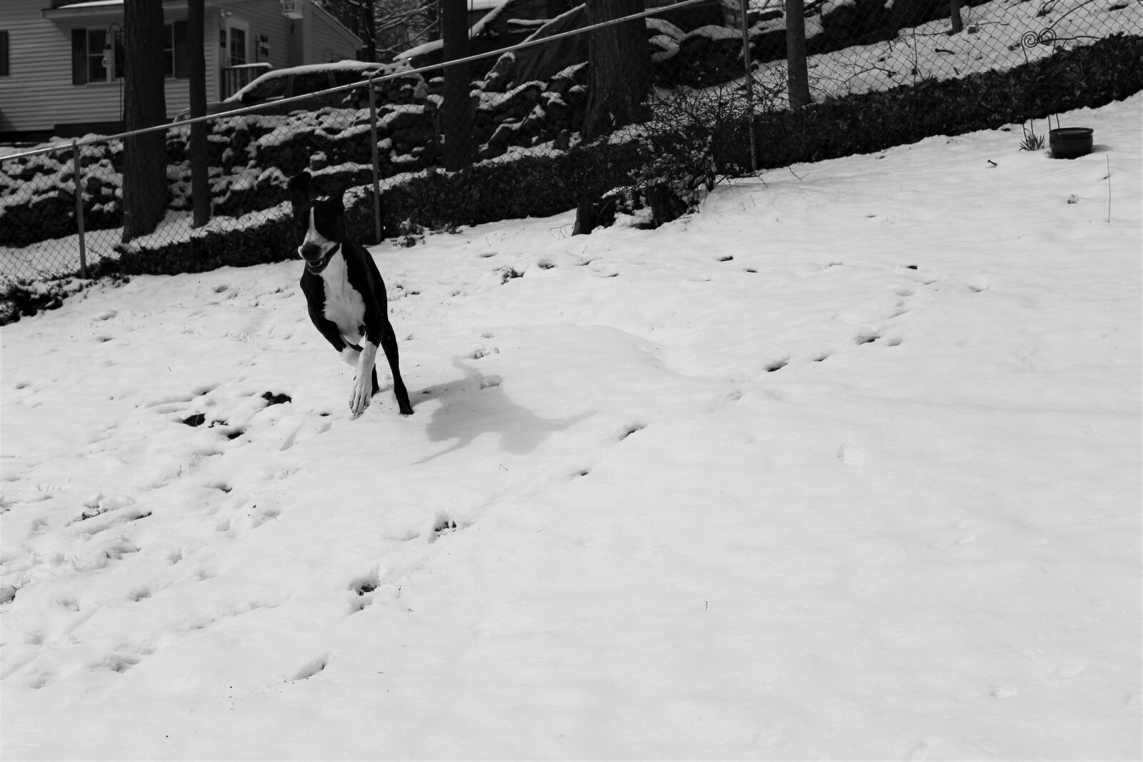 Canon EOS 1200D (EOS Rebel T5 / EOS Kiss X70 / EOS Hi) sample photo. Action, shot, floppy, face photography