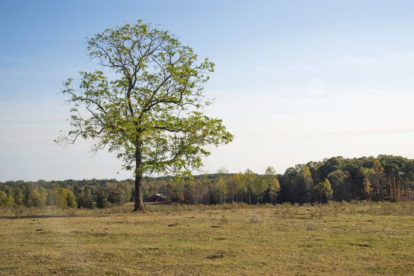 Nikon D610 sample photo. Tree, grass, blue sky photography
