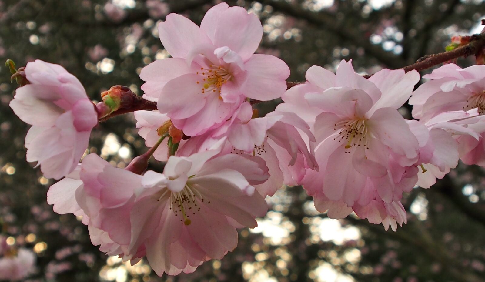 Olympus OM-D E-M5 sample photo. Flowers, plant, tree photography